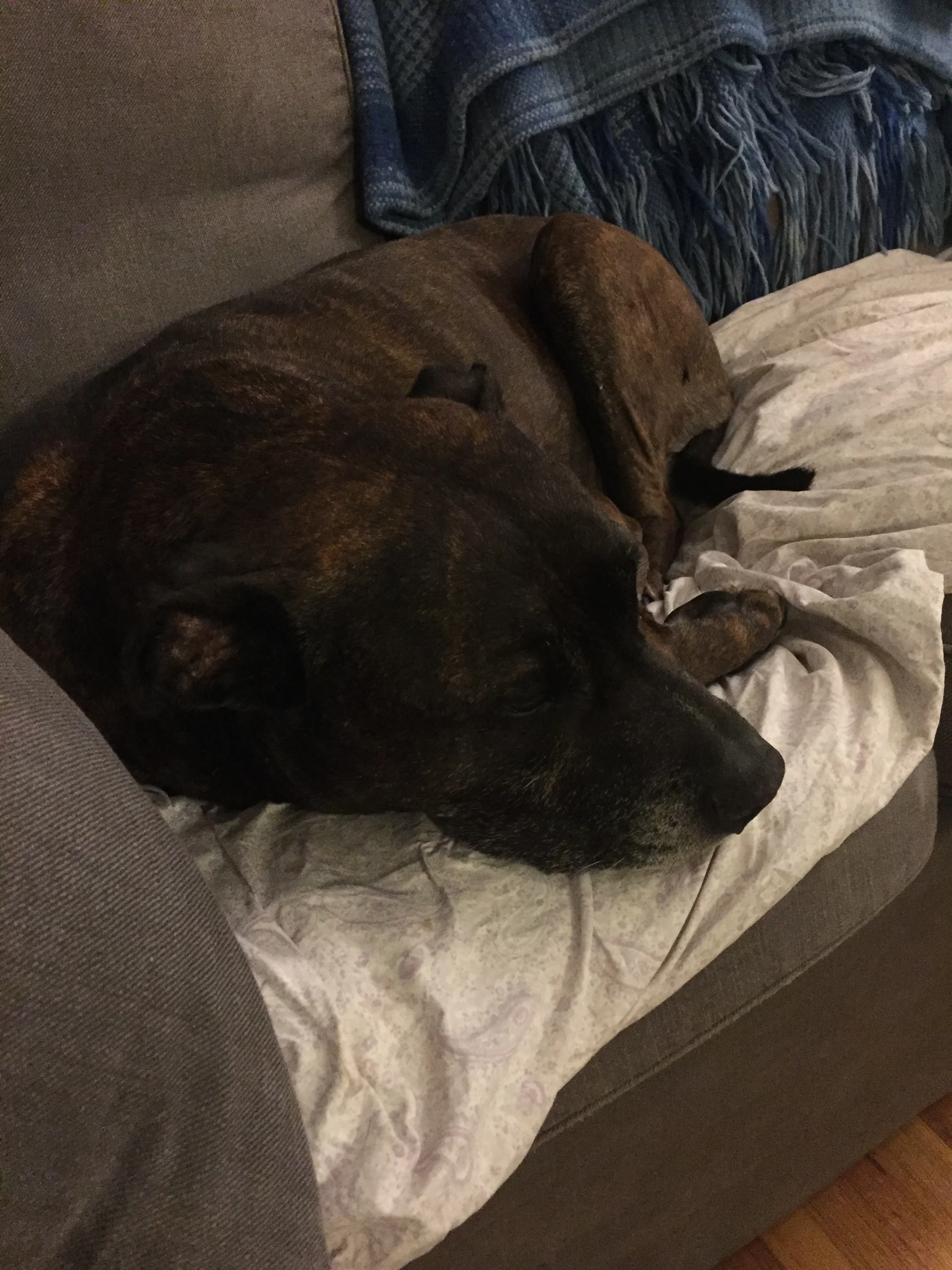 Collin’s dog Domino. He needed to unwind tonight, but only after we were recording.