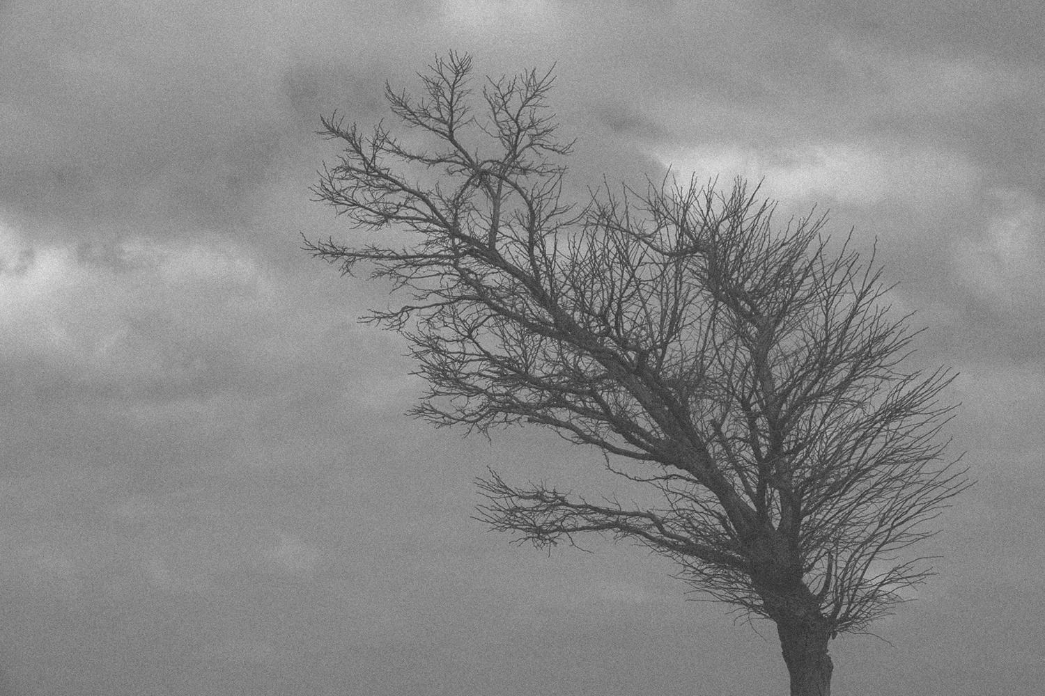 Lo primal del viento. *algún lunes de febrero 2017