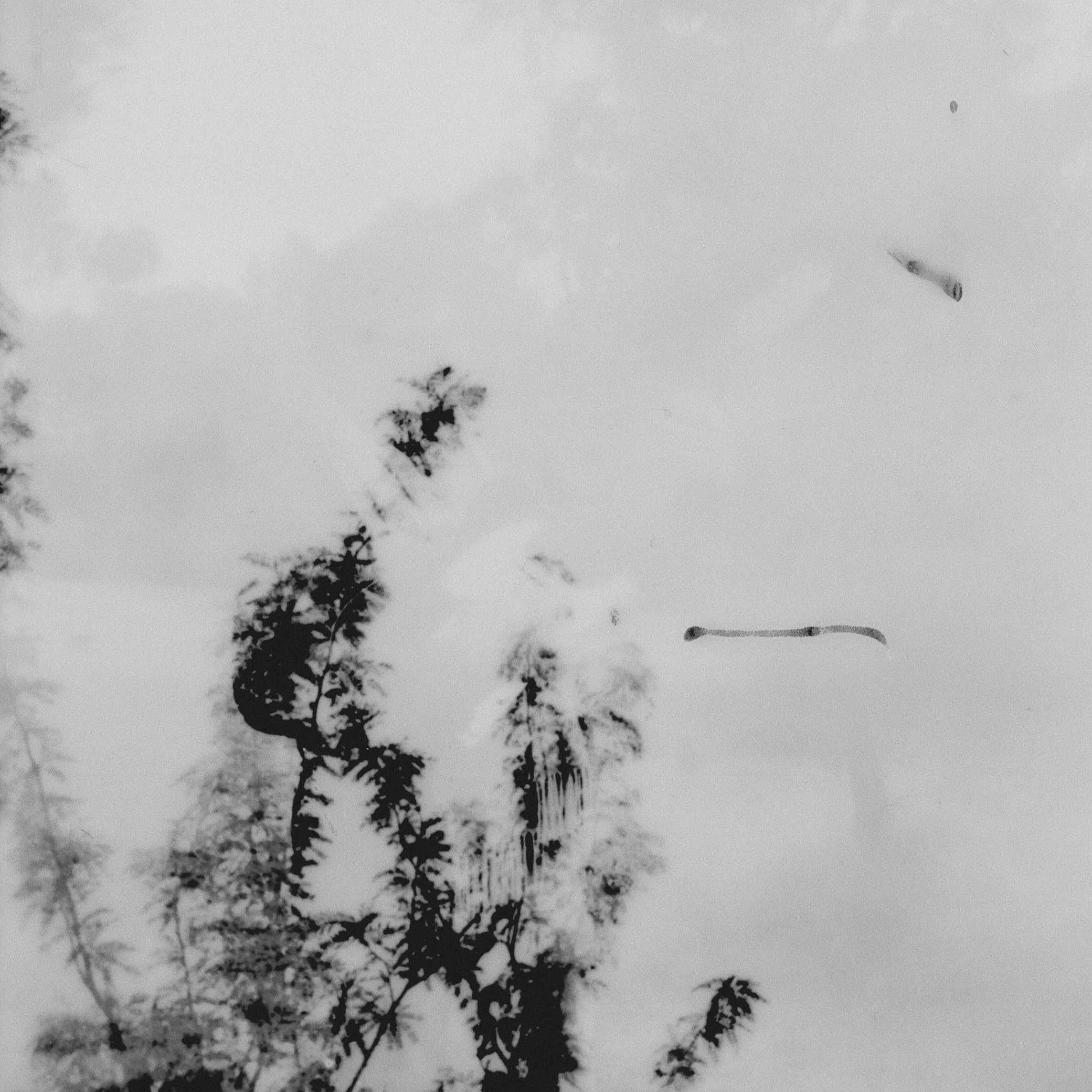 3-MORANIS-b&w.jpg