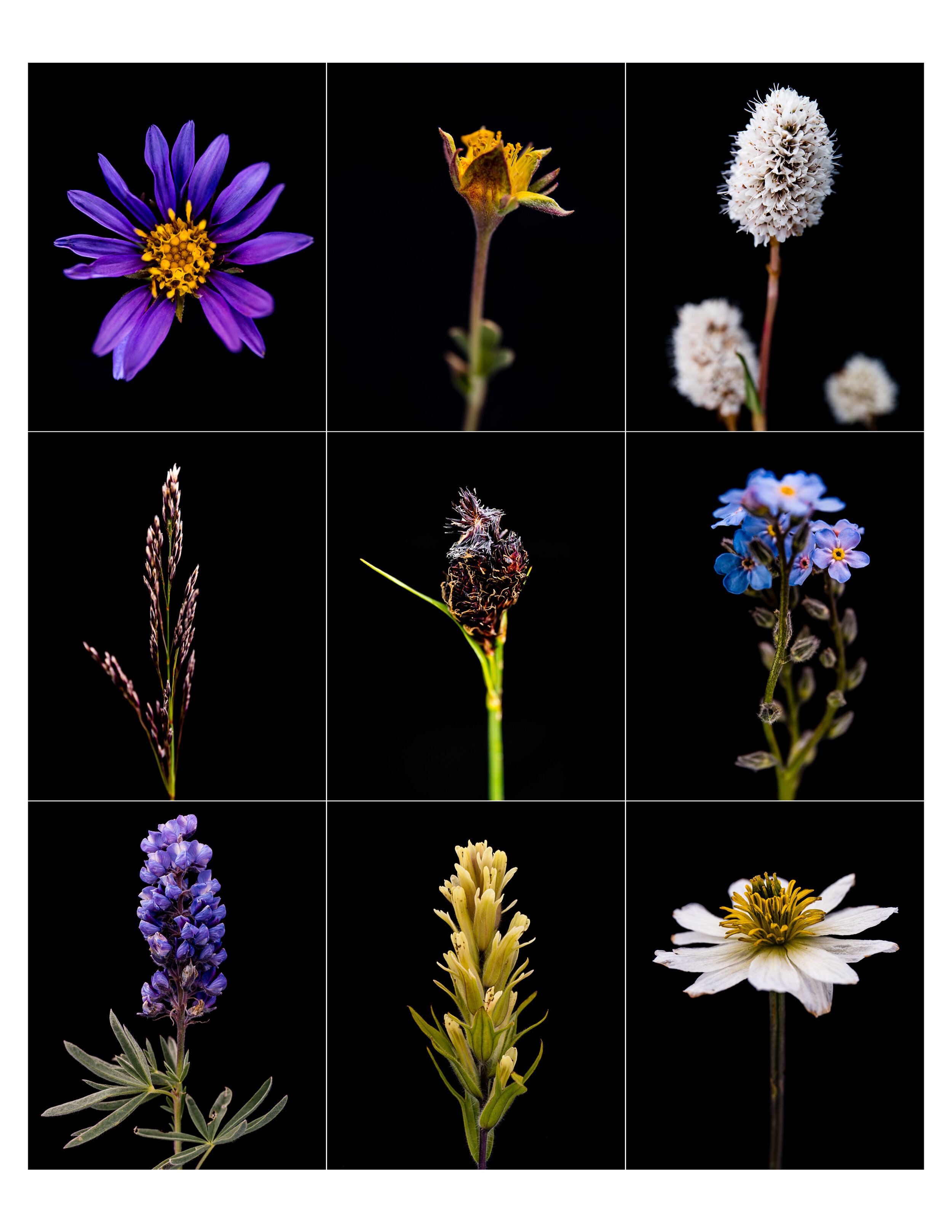 Flowers Grid_2.jpg