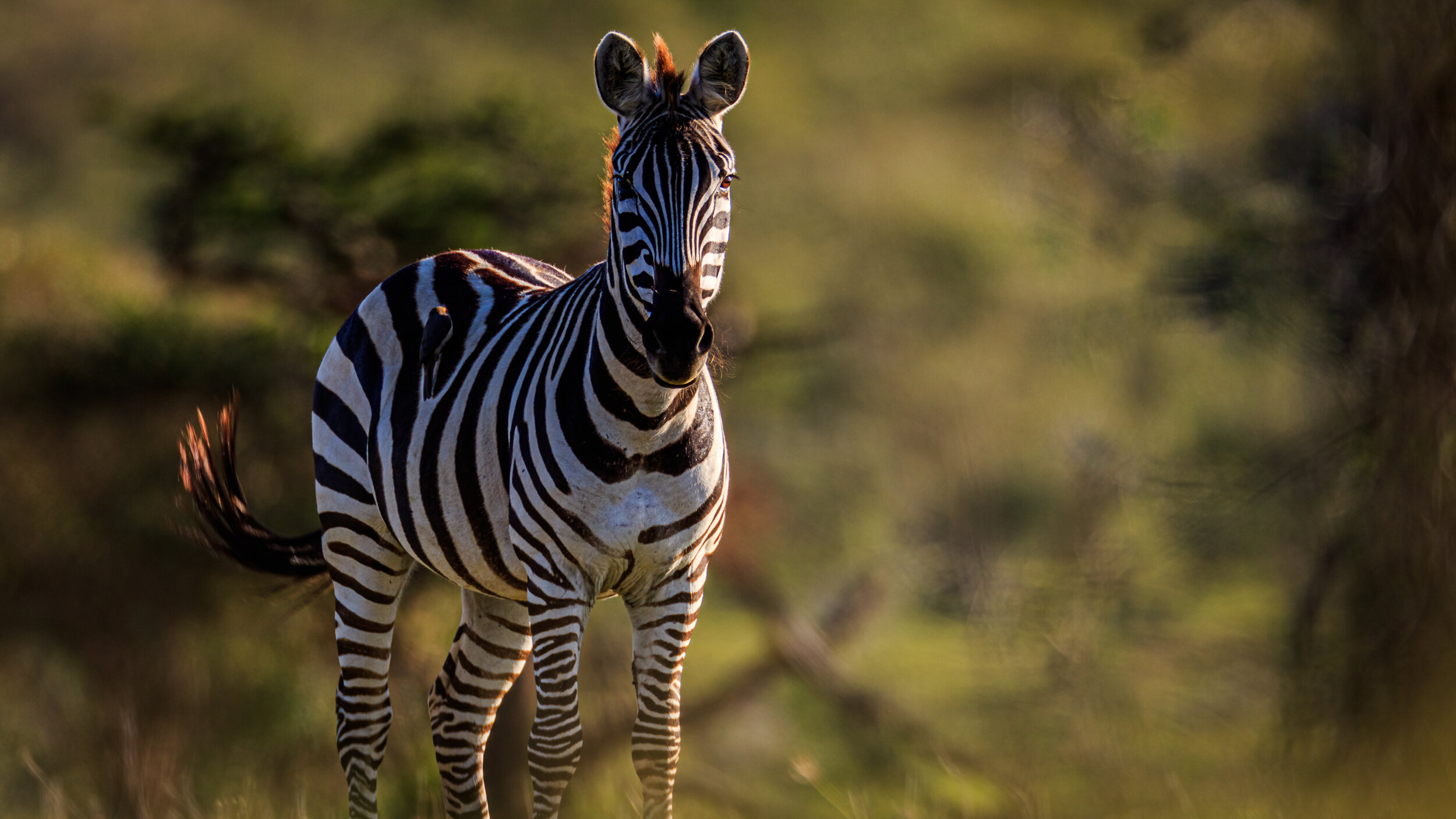 Safaricom_NatGeo_171015_0388.jpg