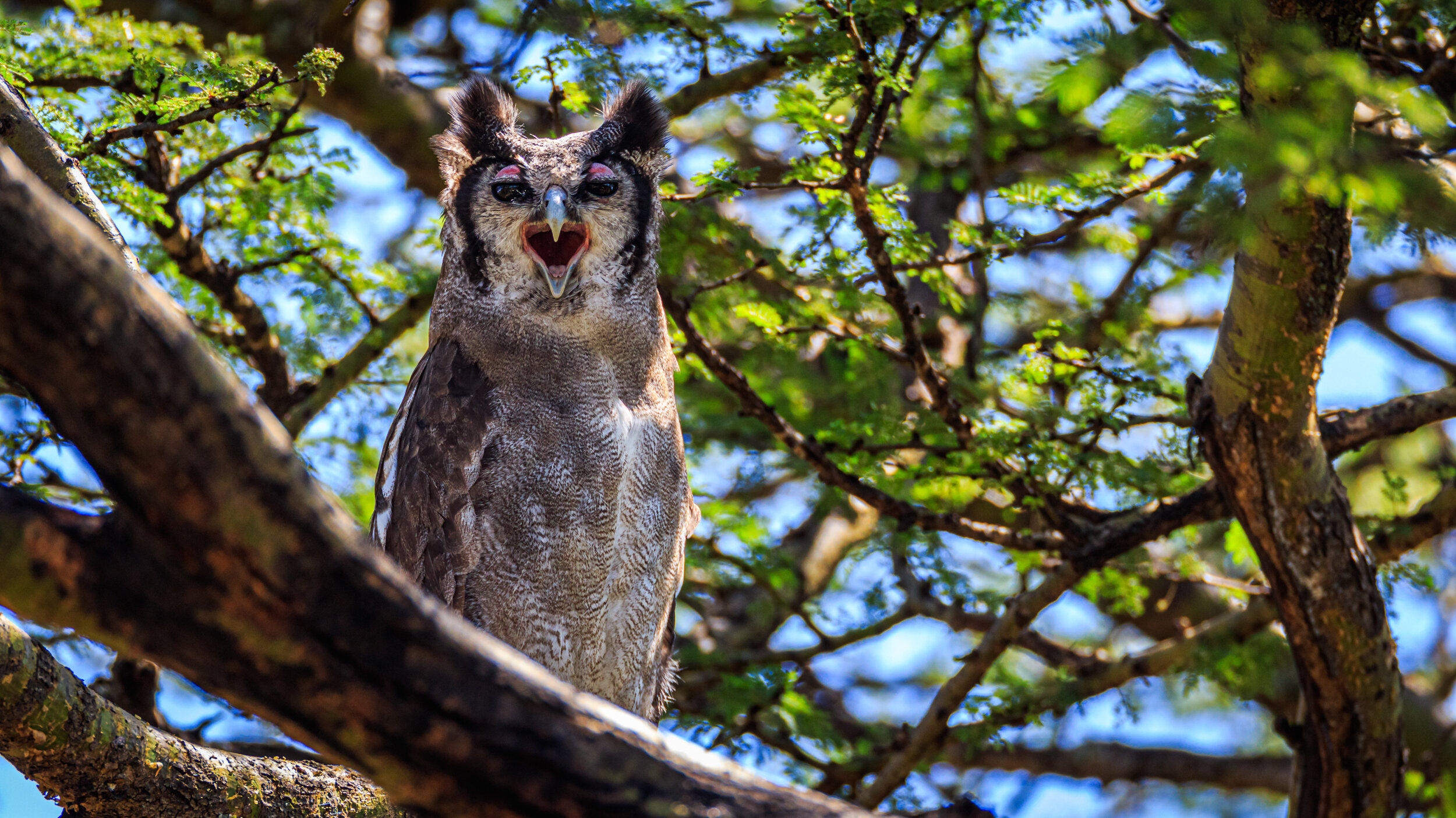 Safaricom_NatGeo_171015_0585-2.jpg