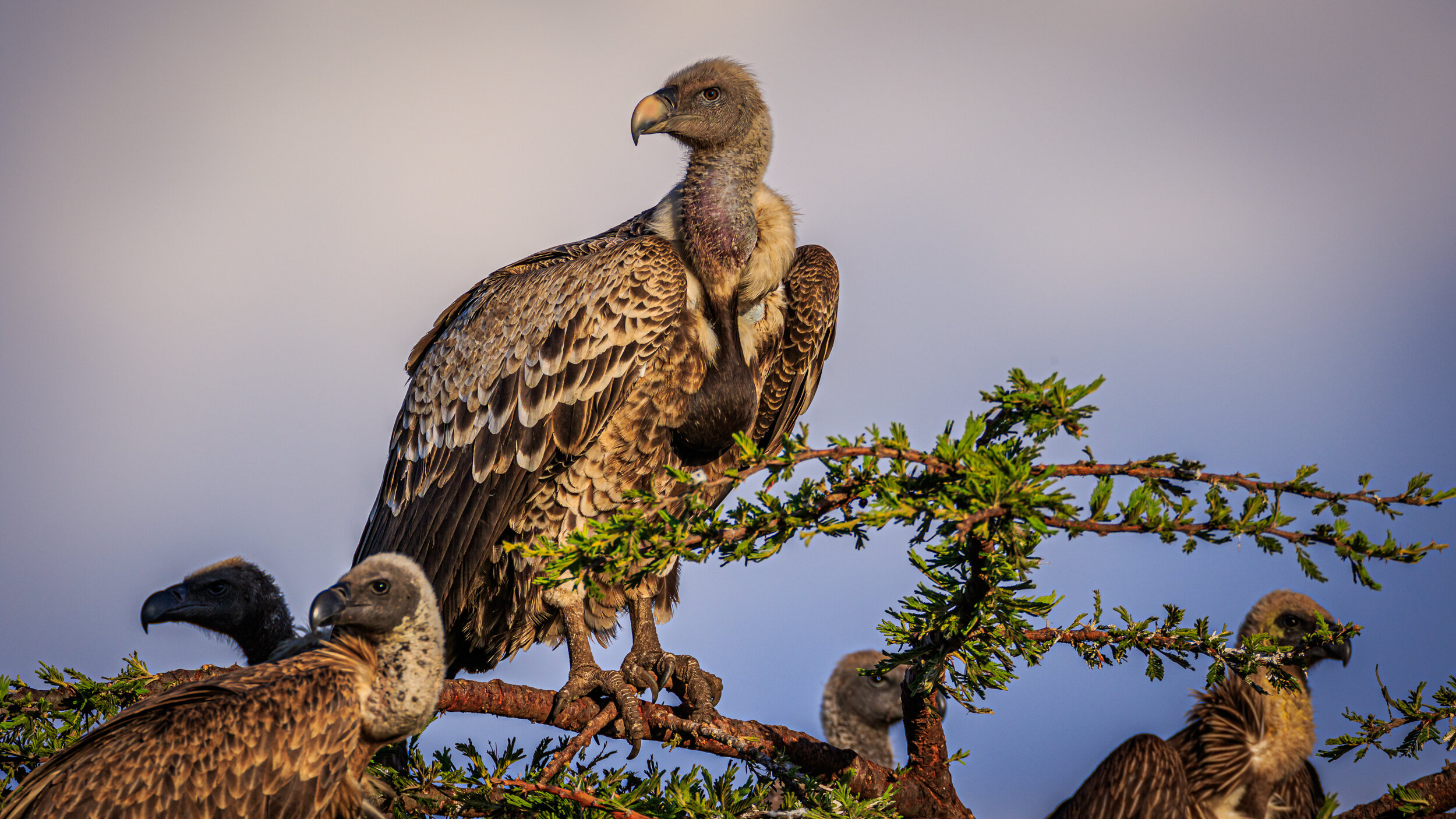 Safaricom_NatGeo_171015_1246-2.jpg