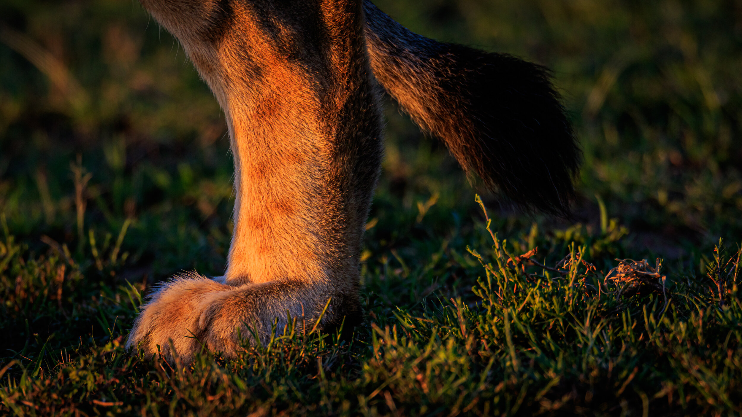 Safaricom_NatGeo_171015_1590-2.jpg