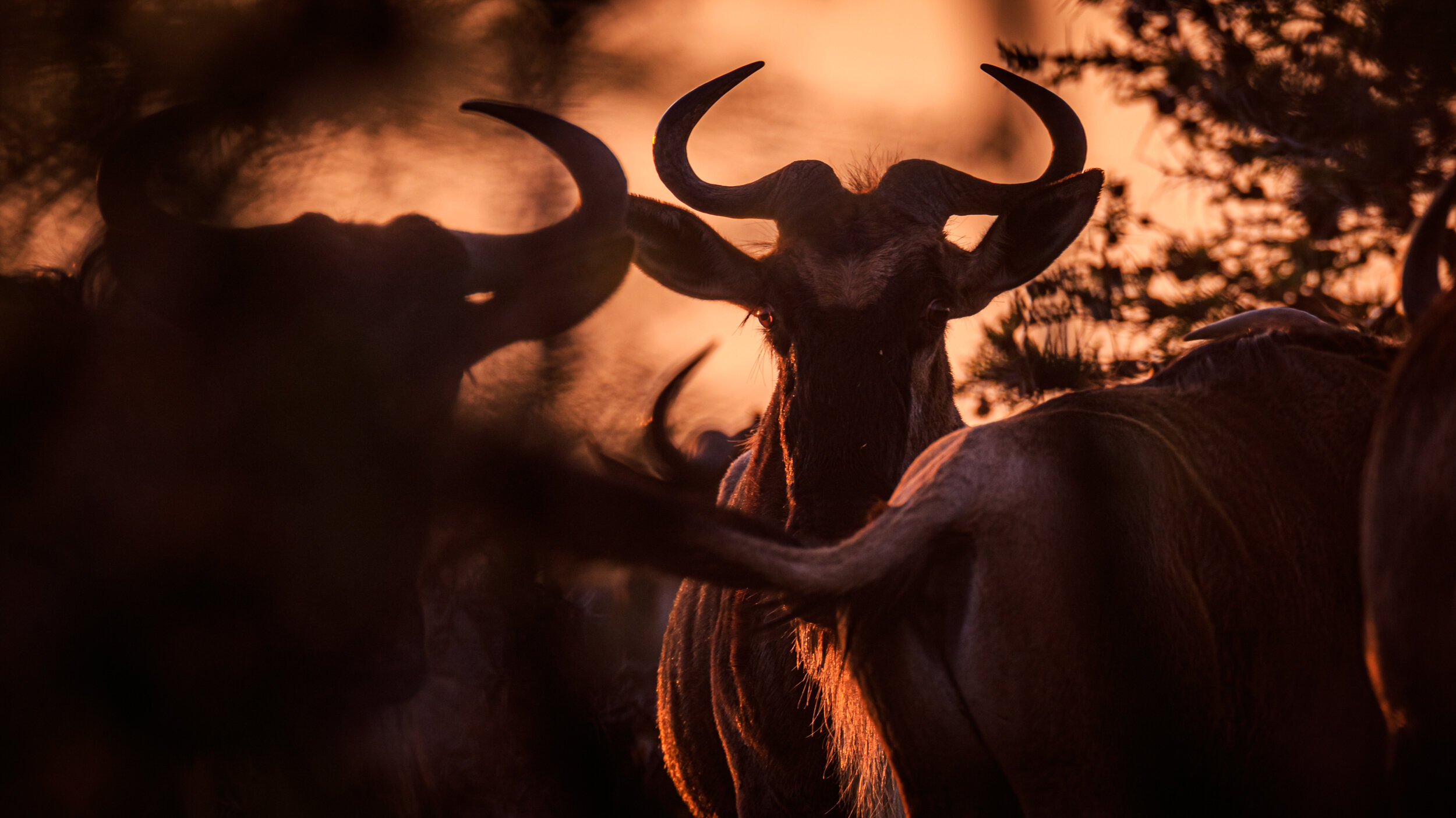 Safaricom_NatGeo_171016_2860-2.jpg