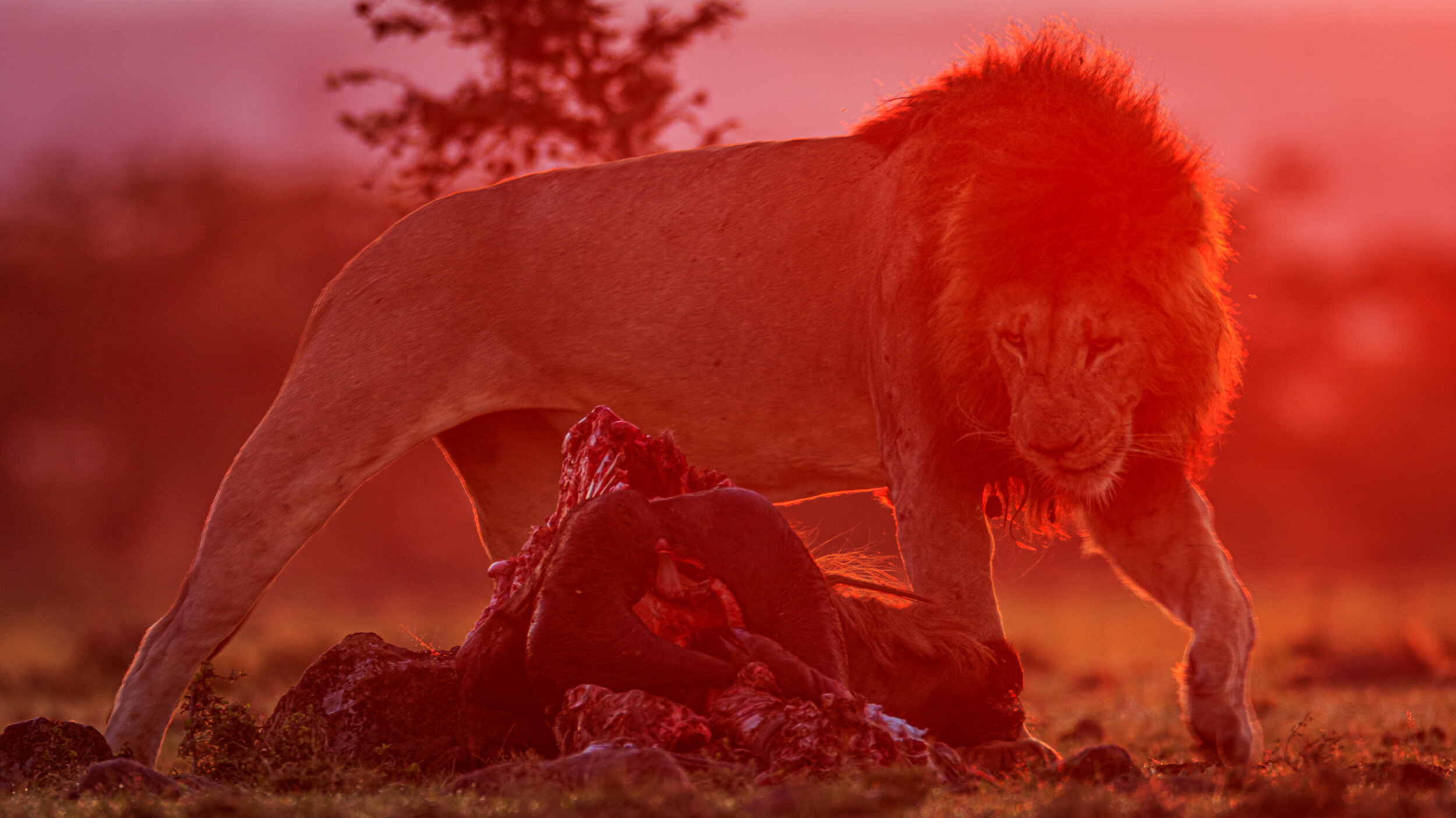 Safaricom_NatGeo_171017_6373.jpg