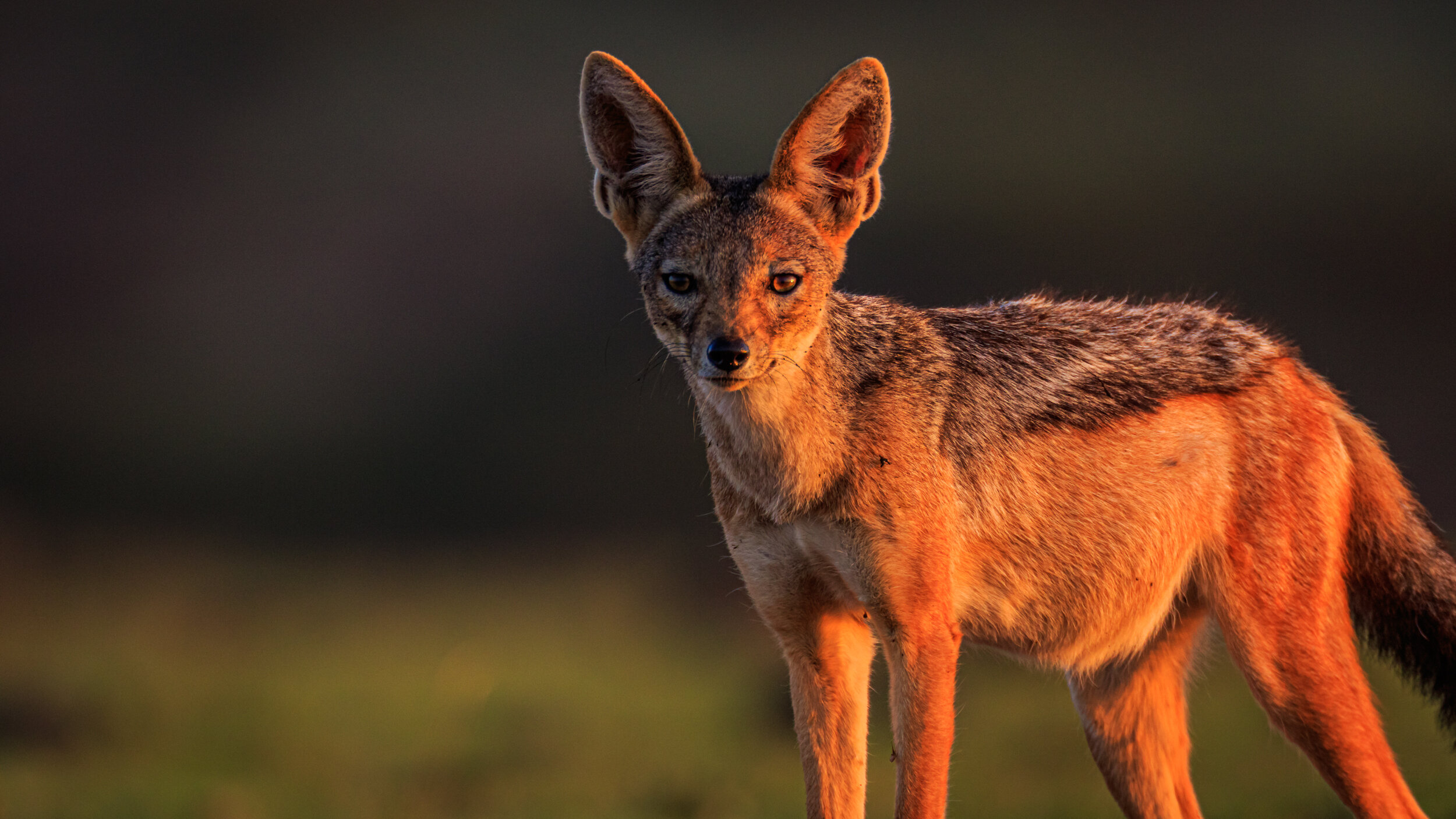 Safaricom_NatGeo_171017_6805.jpg