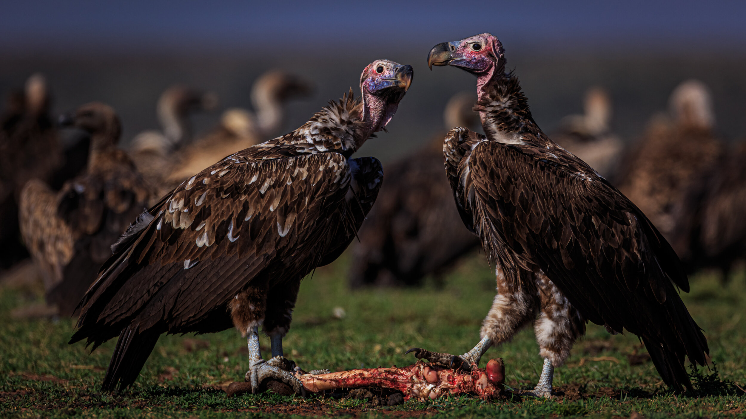 Safaricom_NatGeo_171017_8990.jpg