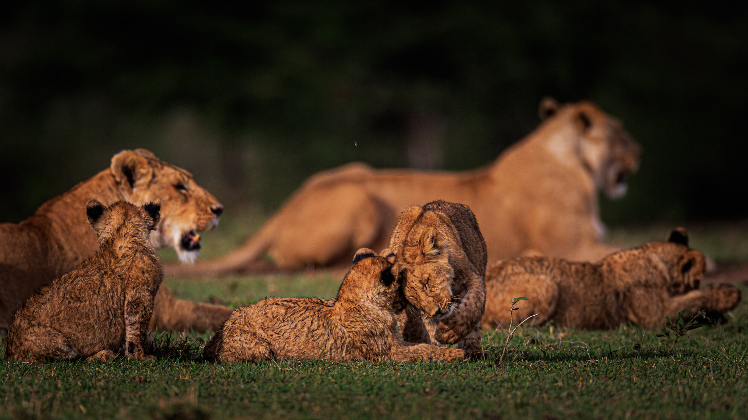 Safaricom_NatGeo_171018_10831.jpg