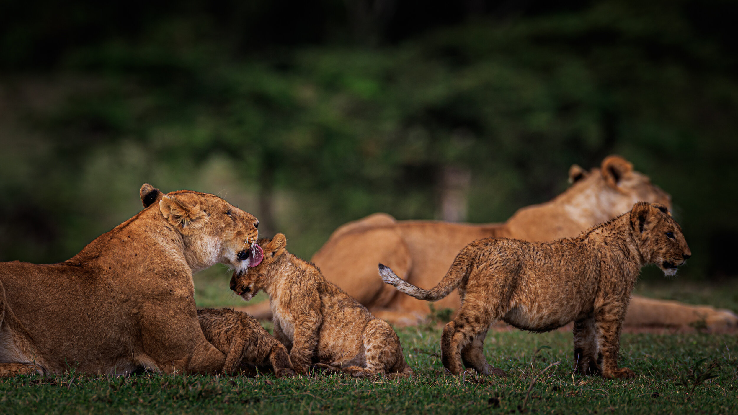 Safaricom_NatGeo_171018_10841.jpg