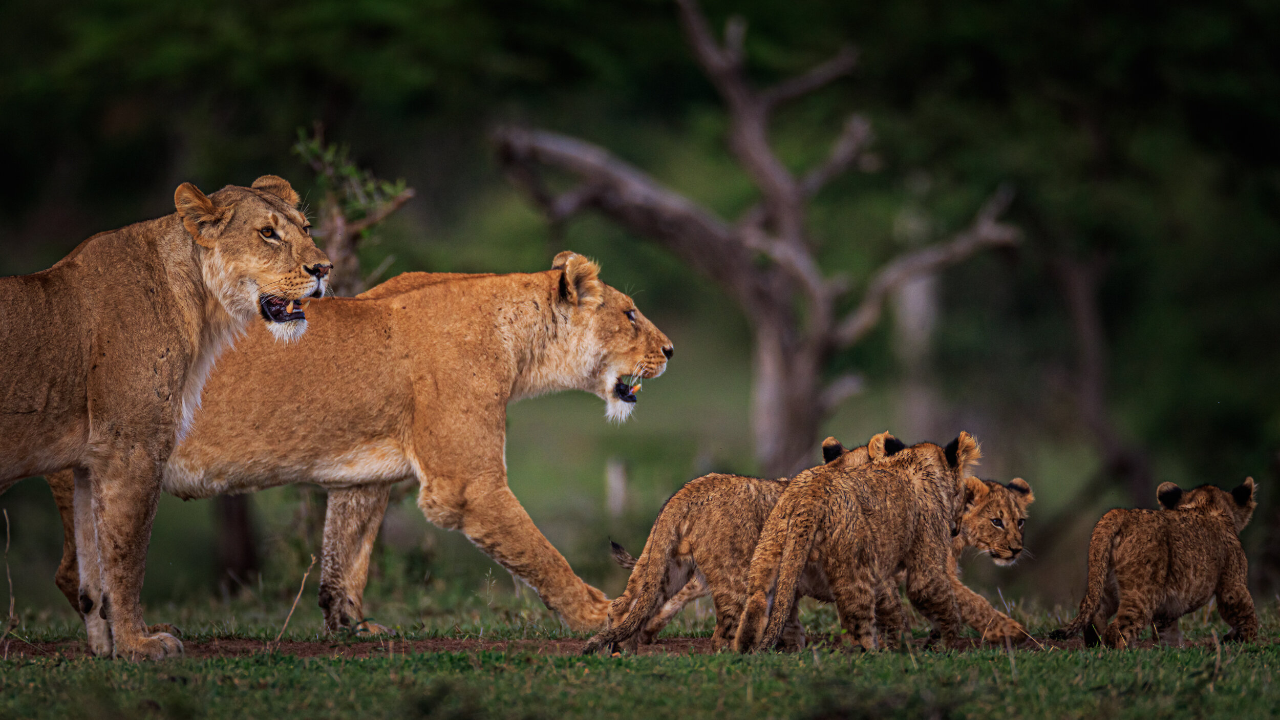 Safaricom_NatGeo_171018_11857.jpg