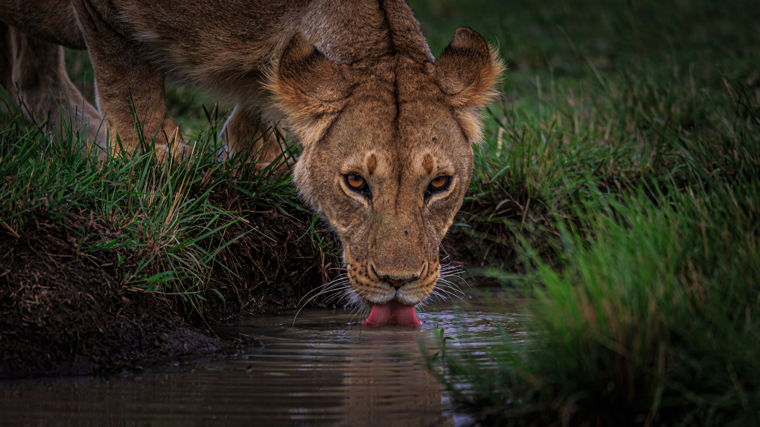 Safaricom_NatGeo_171018_12167.jpg