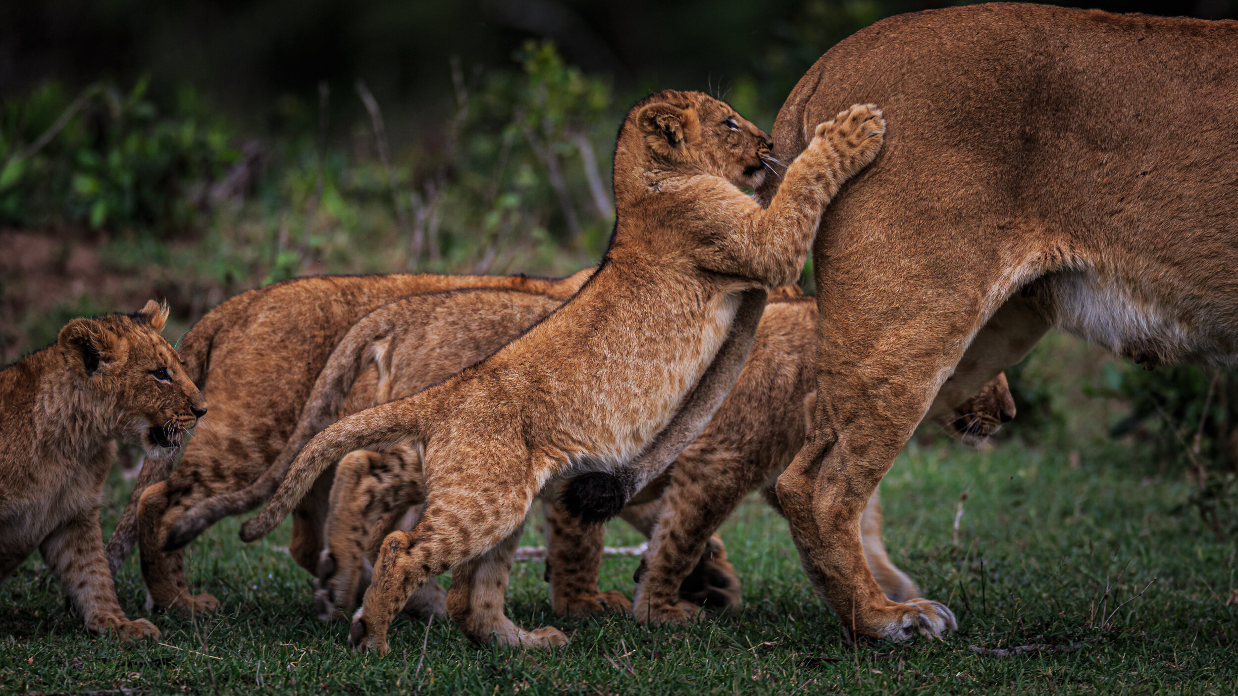 Safaricom_NatGeo_171018_12306.jpg
