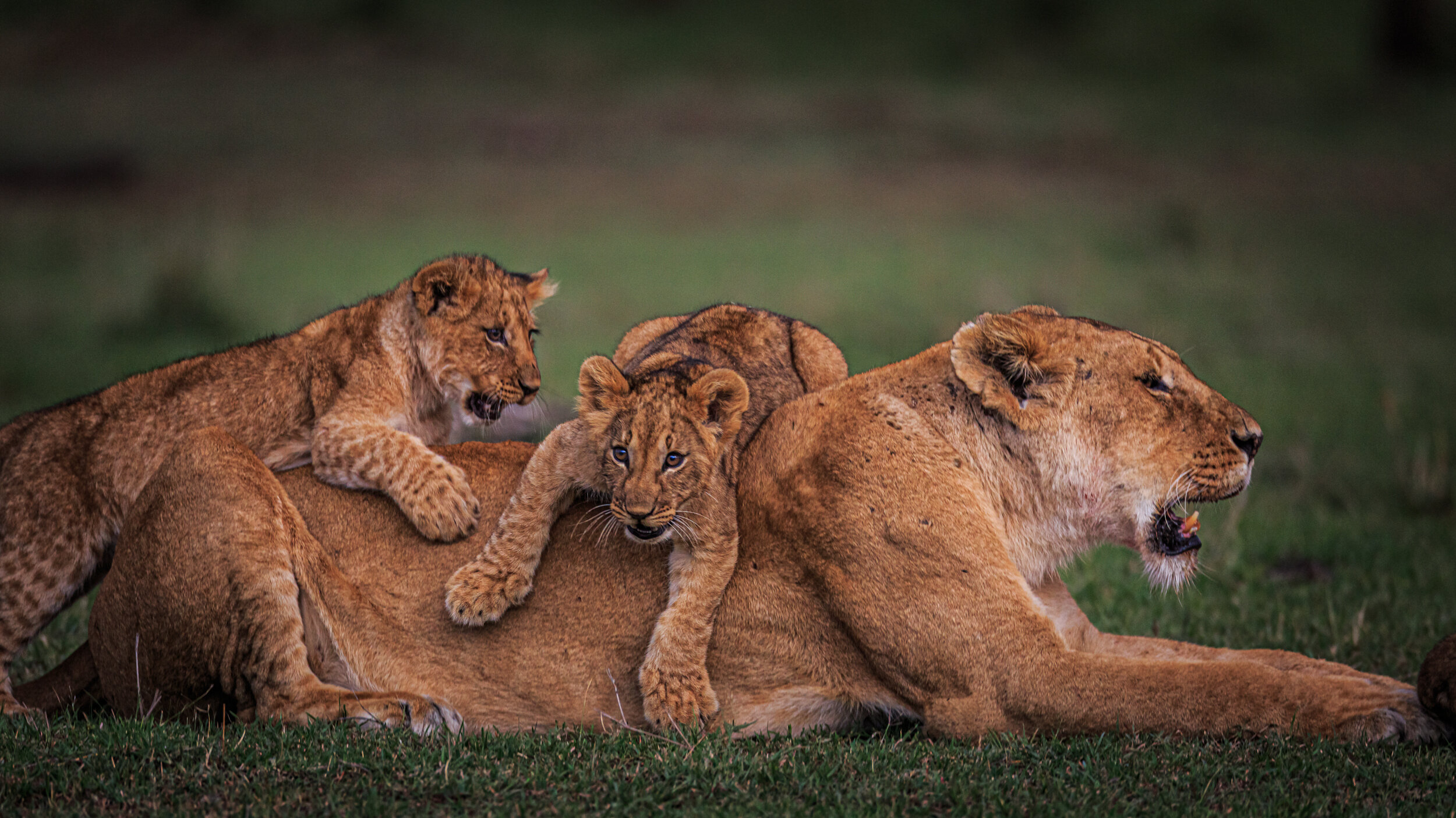 Safaricom_NatGeo_171018_12442.jpg