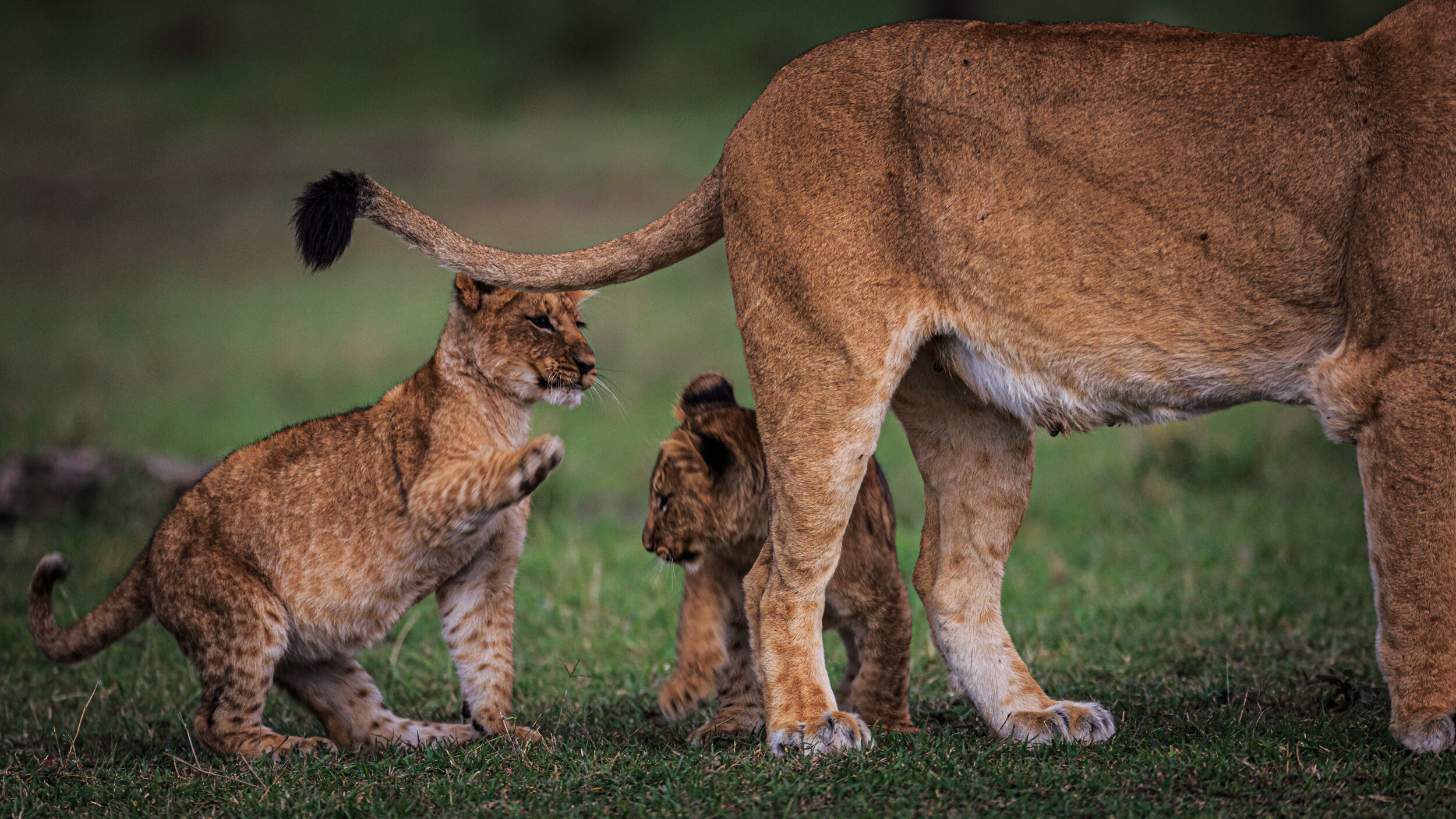 Safaricom_NatGeo_171018_12506.jpg