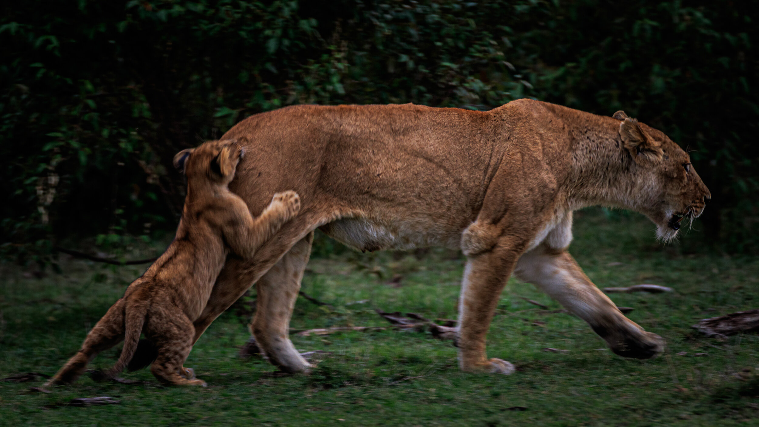 Safaricom_NatGeo_171018_13676.jpg