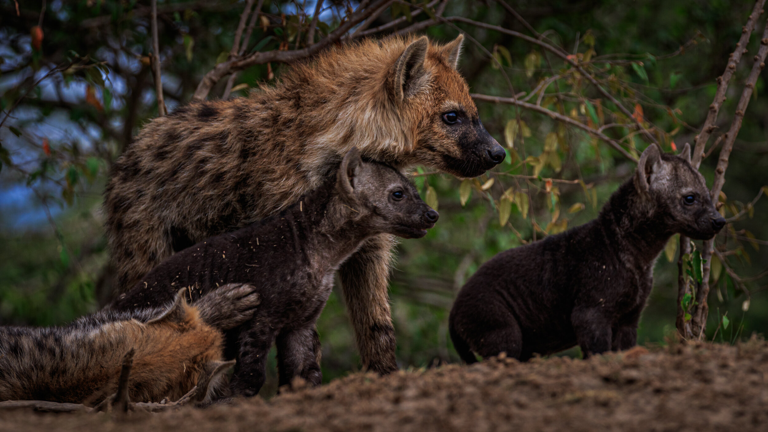 Safaricom_NatGeo_171019_16814.jpg