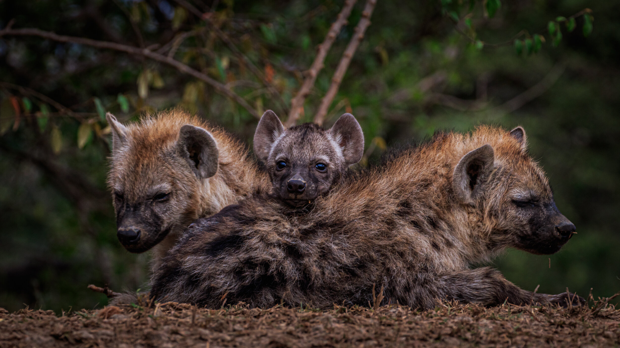 Safaricom_NatGeo_171019_17474.jpg