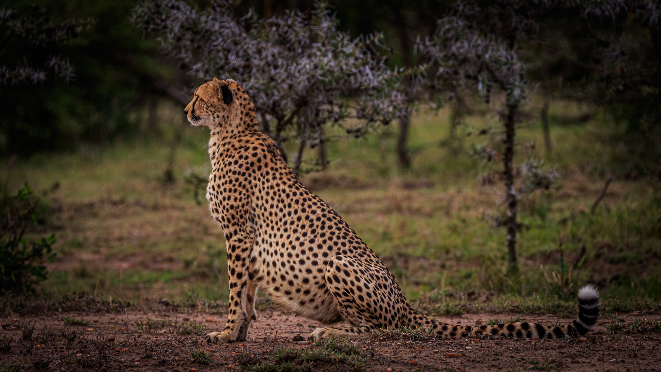 Safaricom_NatGeo_171020_20491.jpg