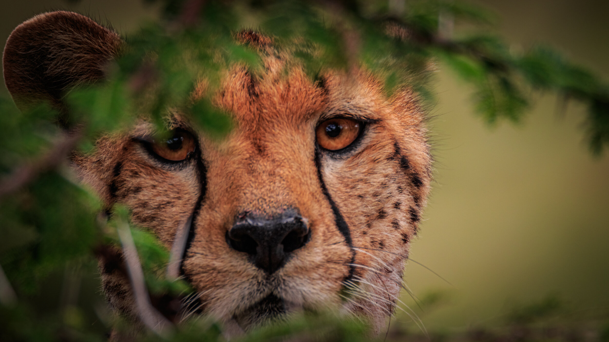 Safaricom_NatGeo_171020_31280.jpg
