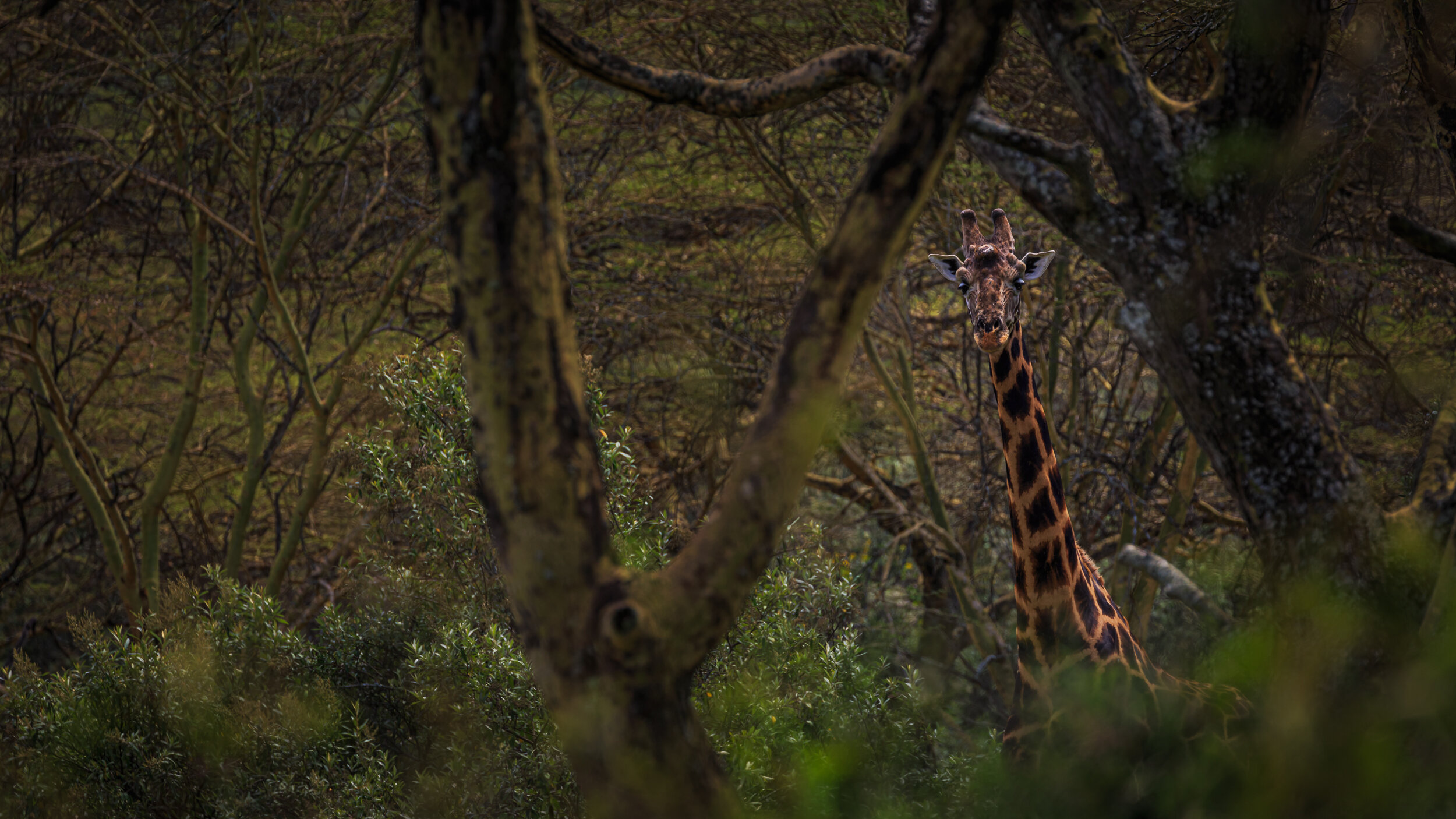 Safaricom_NatGeo_171022_23331.jpg