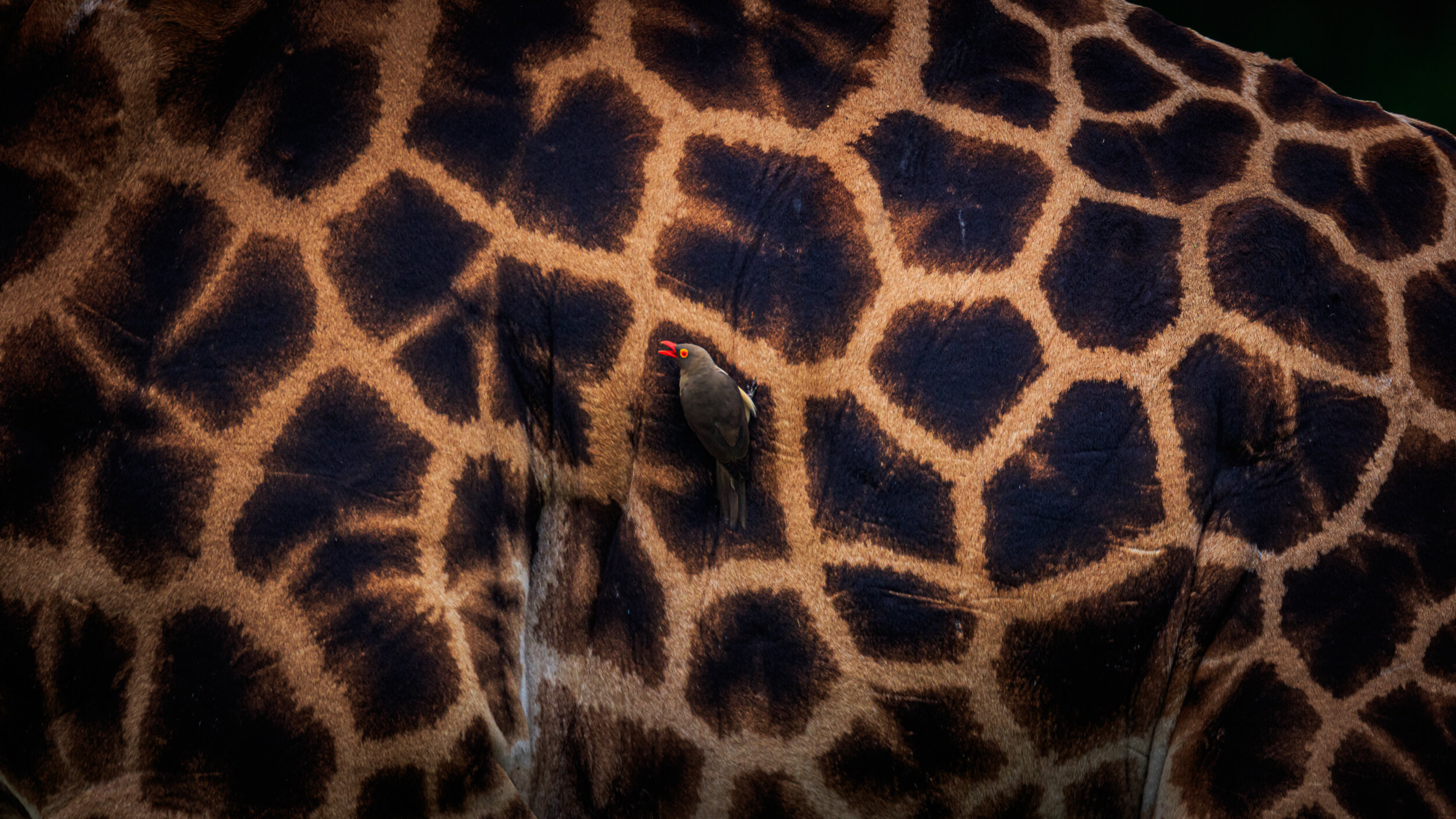 Safaricom_Natgeo_171023_26465.jpg