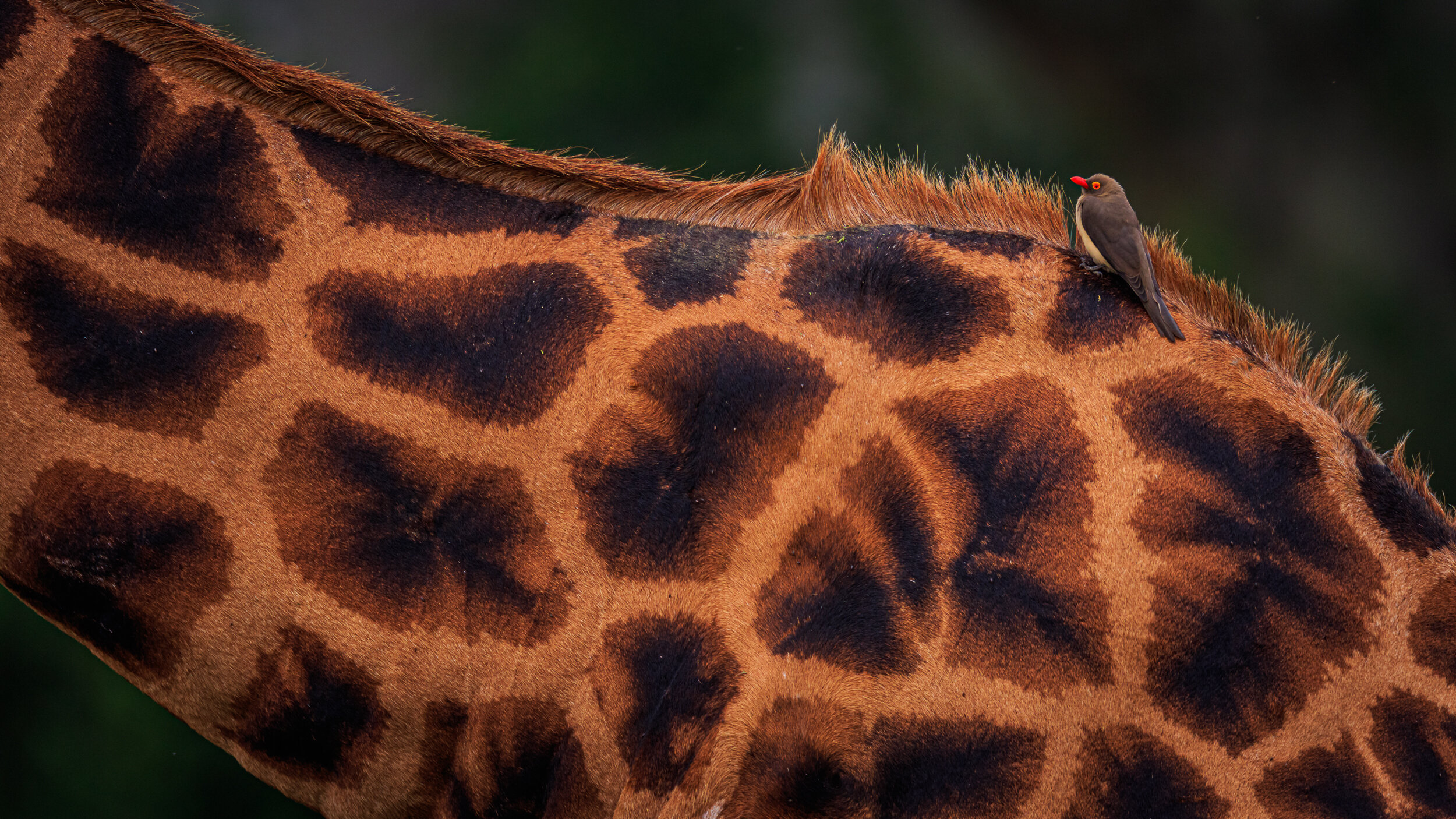 Safaricom_Natgeo_171023_27772.jpg