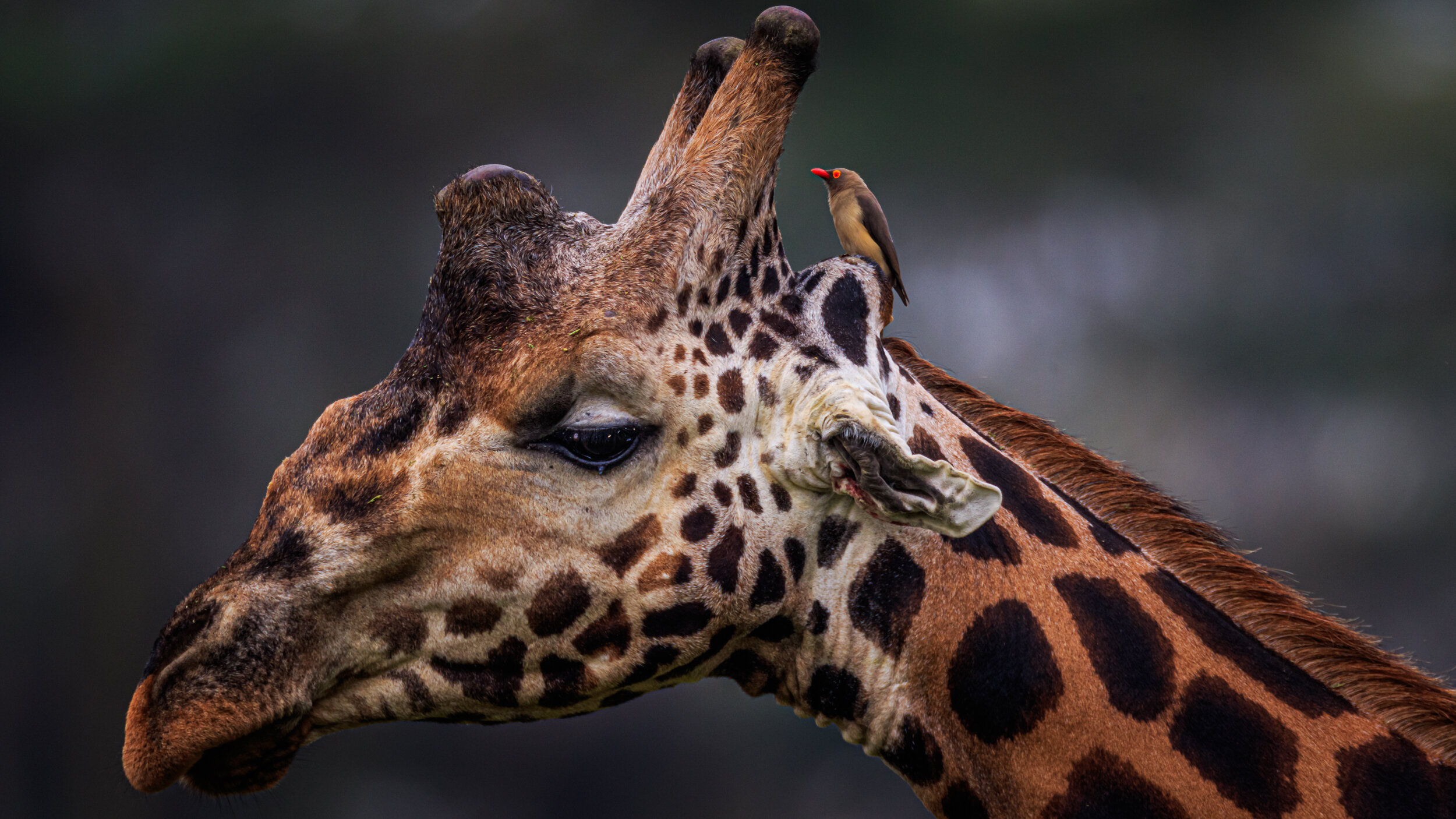 Safaricom_Natgeo_171023_28064.jpg