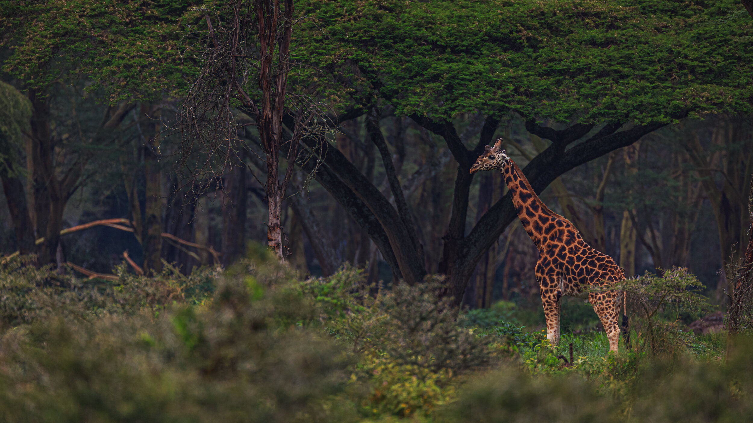 Safaricom_Natgeo_171023_28420.jpg