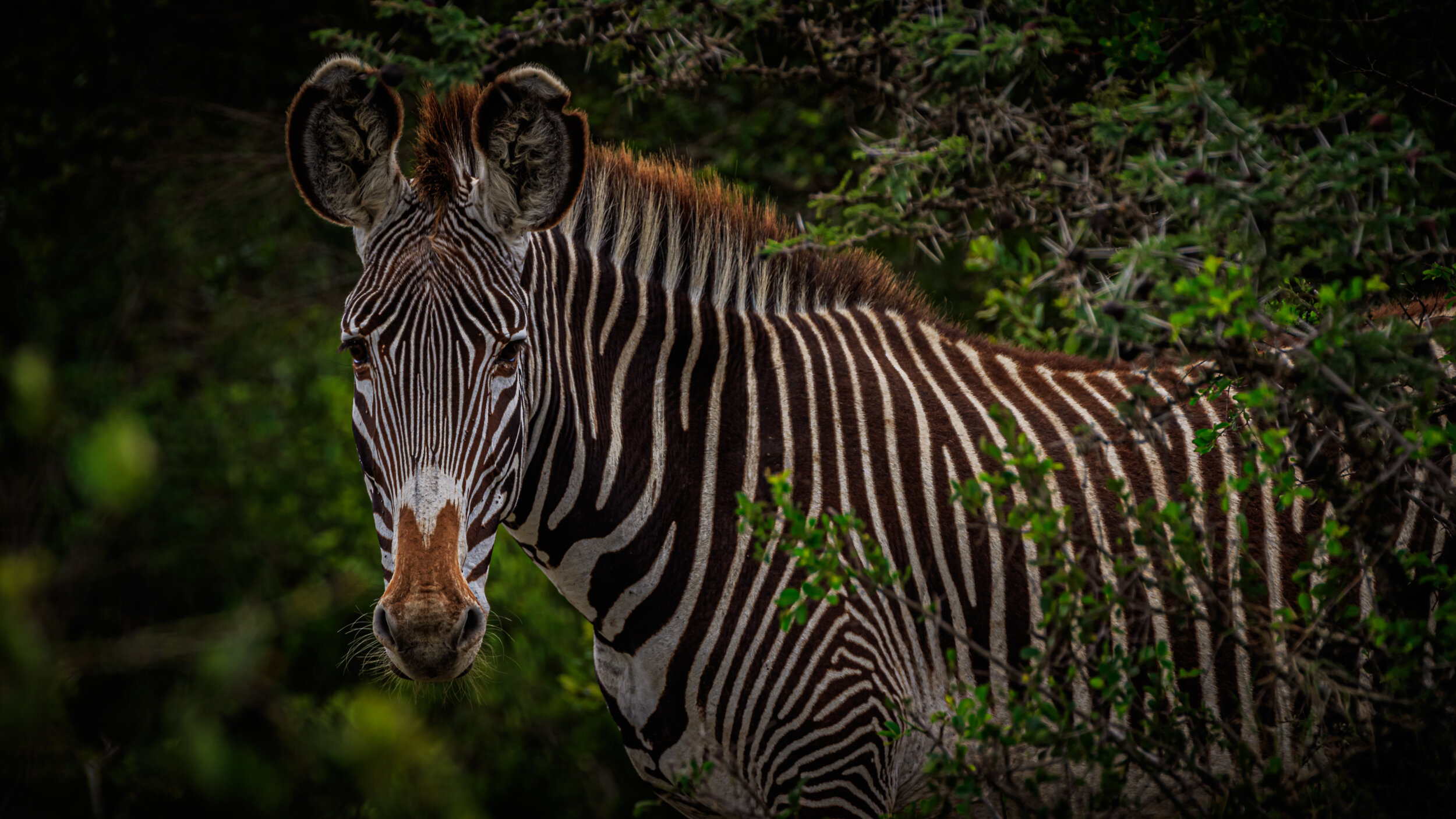 Safaricom_NatGeo_171026_39529.jpg