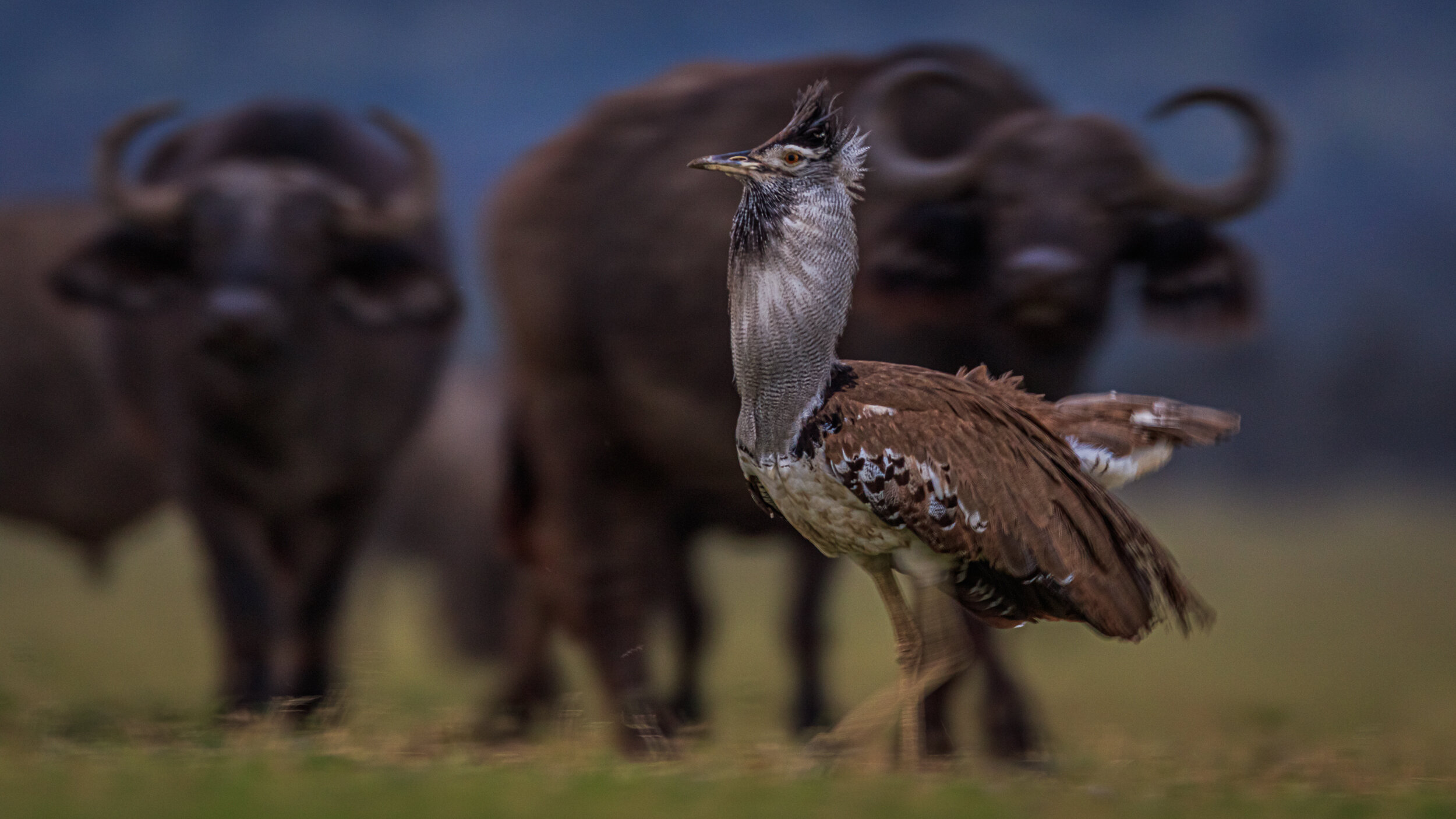 Safaricom_NatGeo_171026_40169.jpg