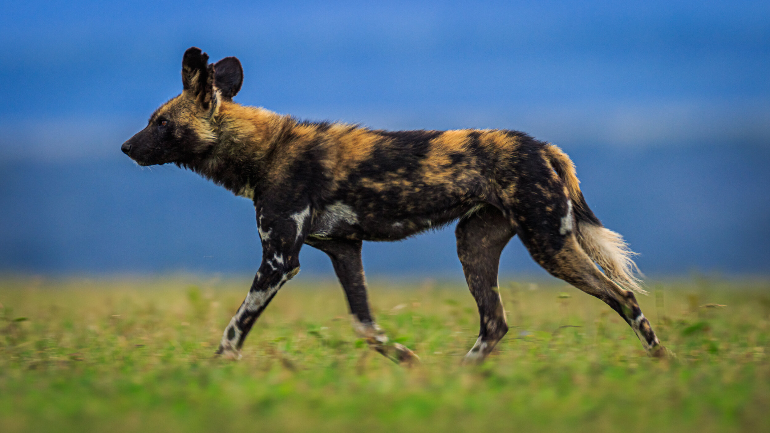 Safaricom_NatGeo_171027_43831.jpg