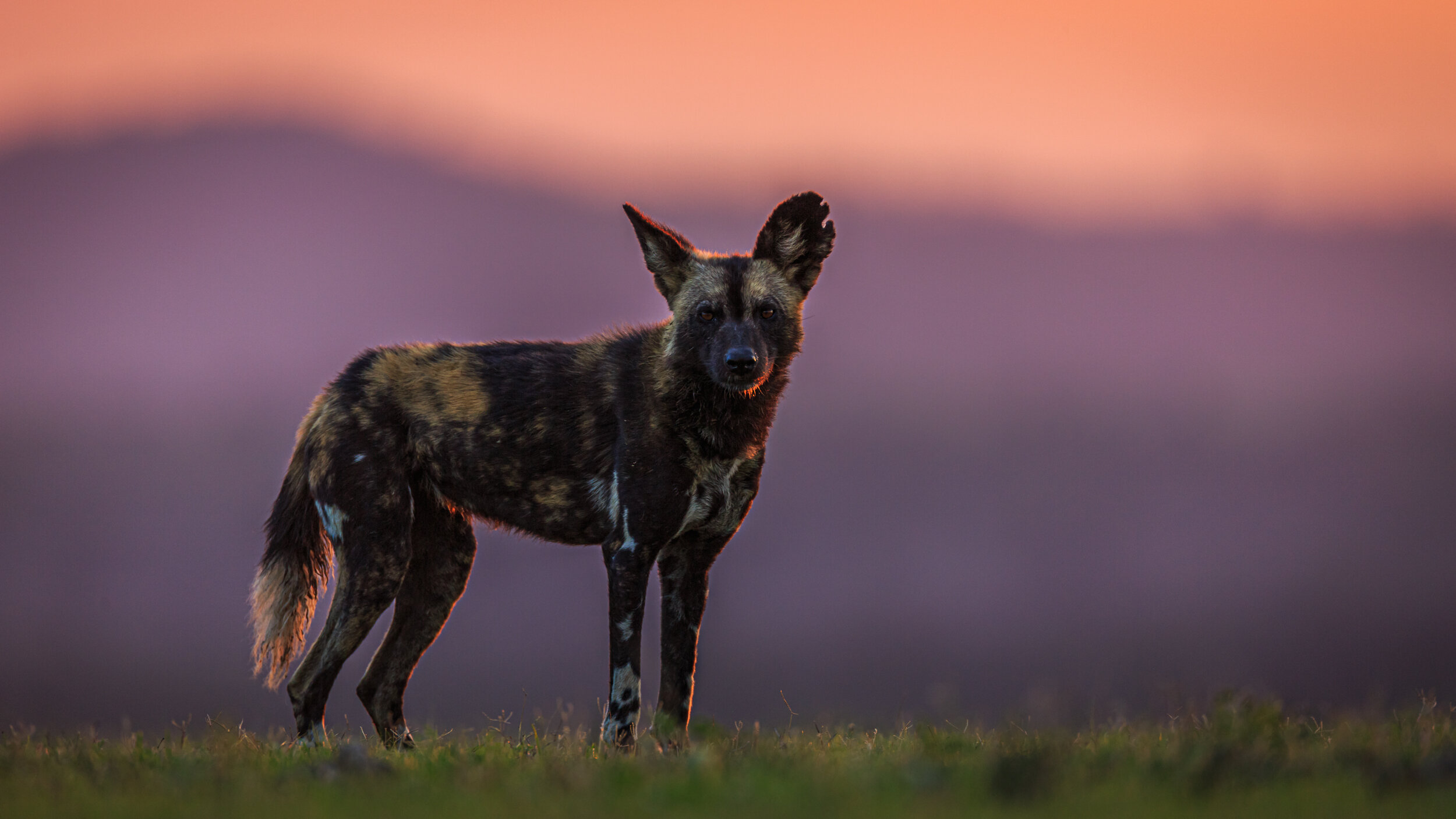 Safaricom_NatGeo_171027_46978.jpg