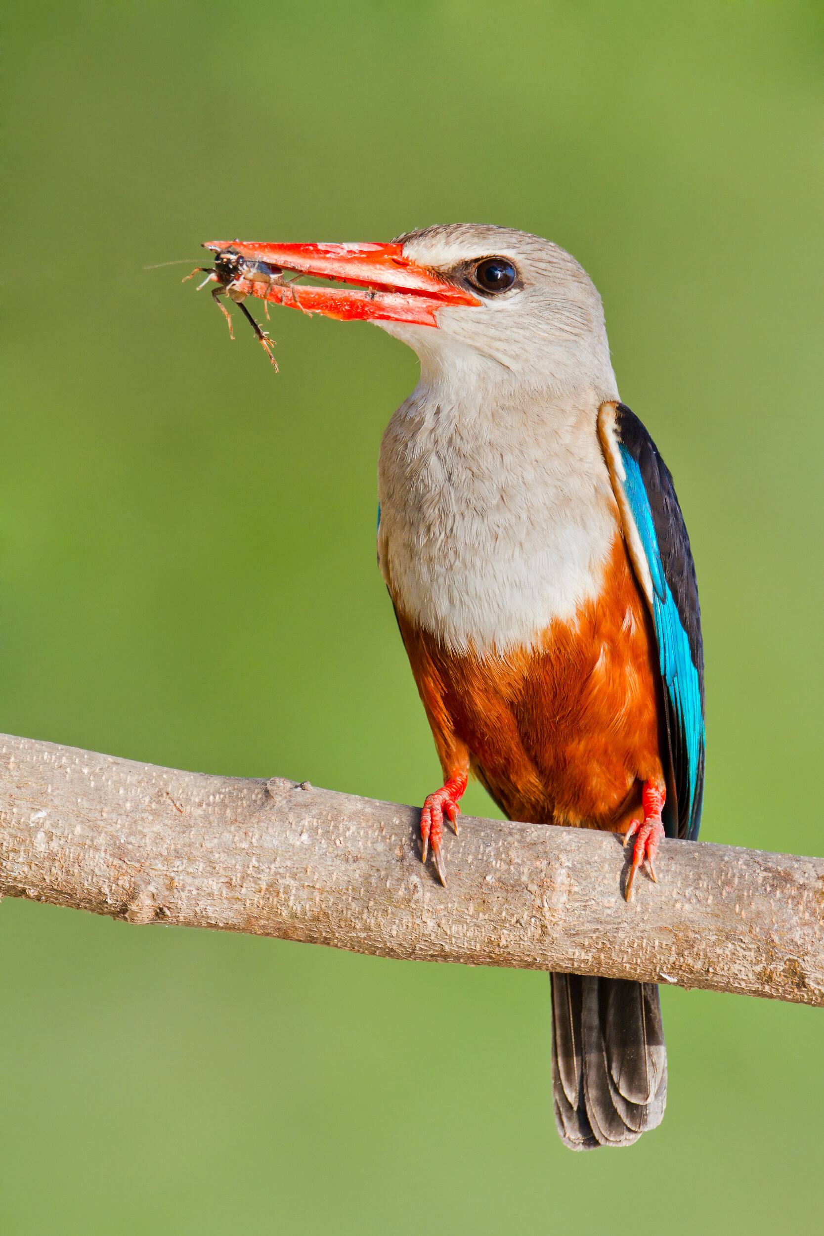 Semliki Wildlife Reserve_Uganda_20110323_563.jpg