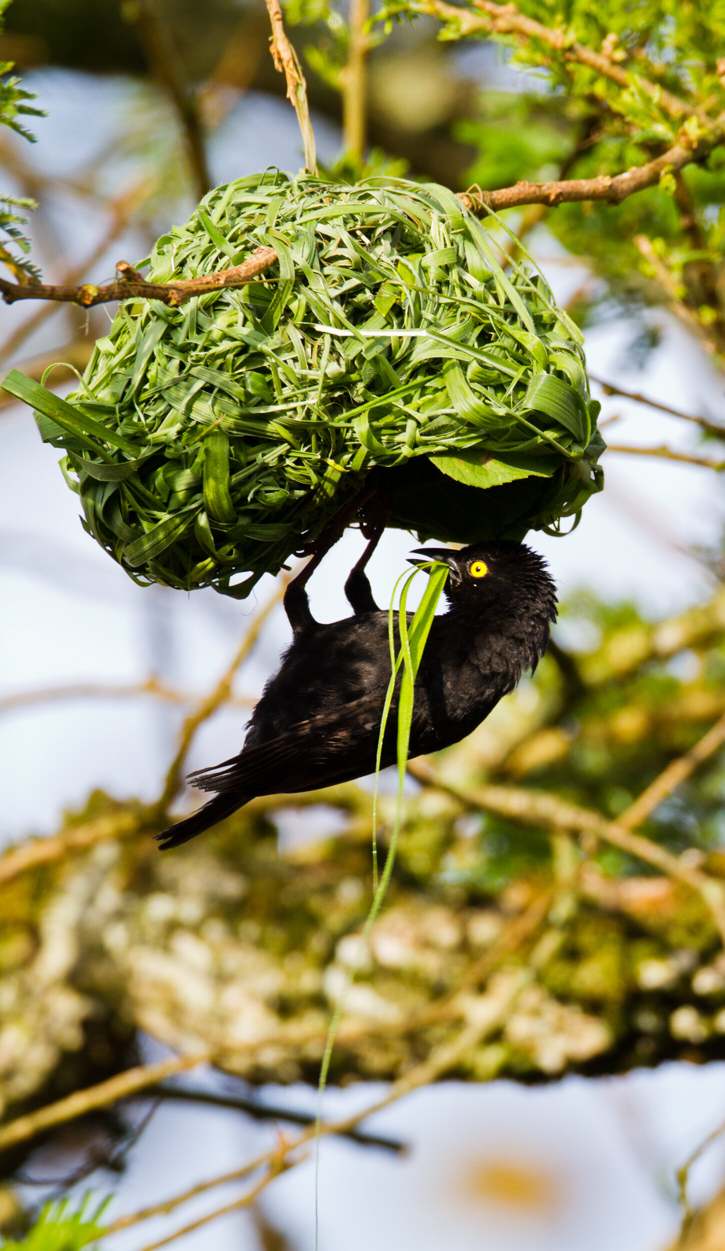 Chimps' Nest, Uganda_20110927_218.jpg