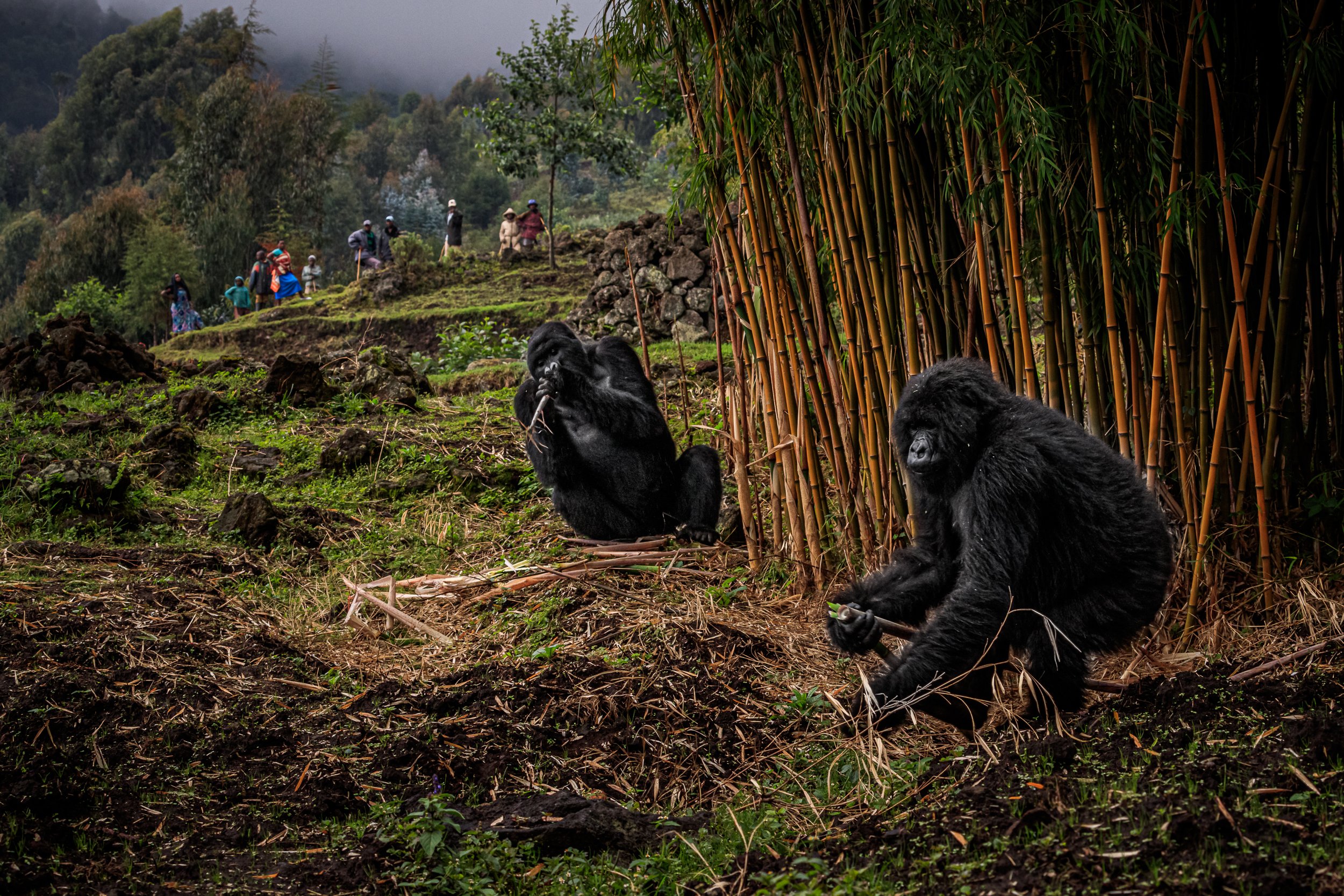 Где обитают шимпанзе. Национальный парк Вирунга гориллы. Парк Вирунга в Конго. Руанда и национальный парк Вирунга в Уганде. Горные гориллы в национальном парке Вирунга.