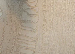 PlasterDetailPort.jpg