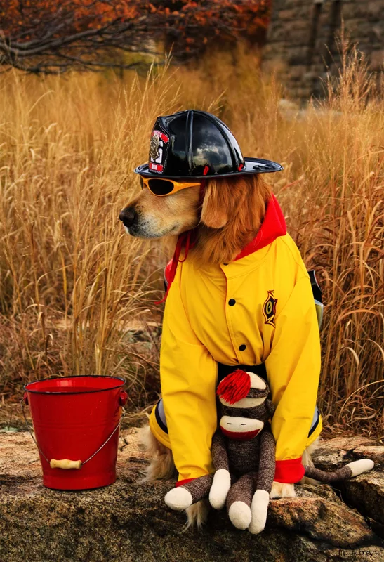 Fire-Dog.jpg