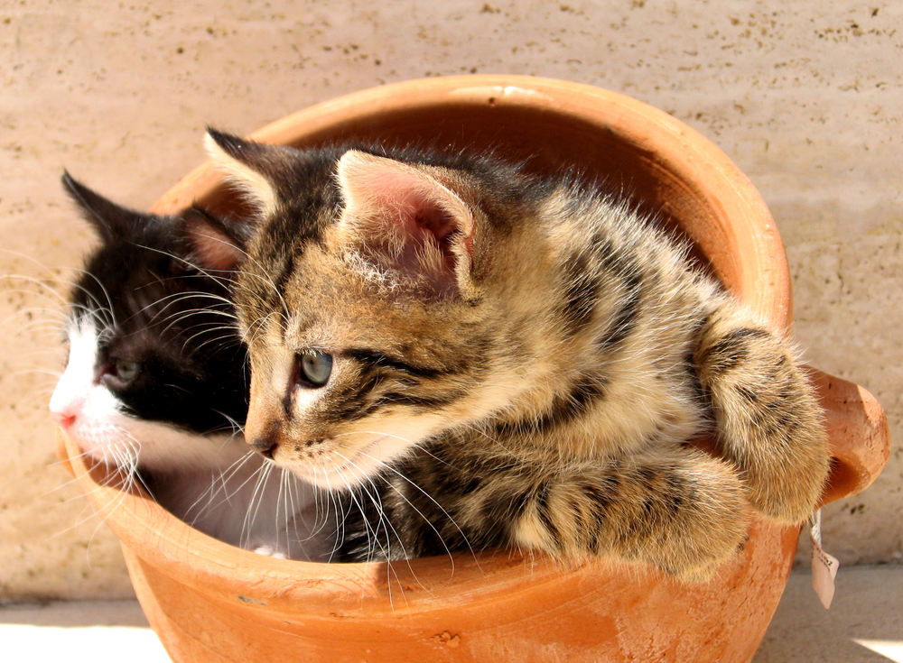 Gallery — Oakhurst Animal Hospital Gallery — Oakhurst Animal Hospital