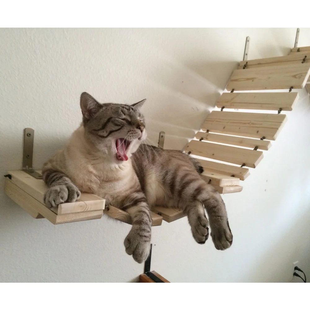 catastrophic cat bridge