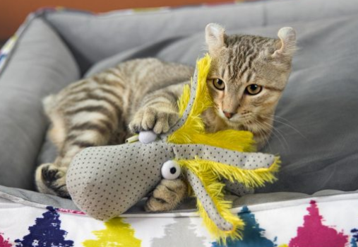 cat toy screen