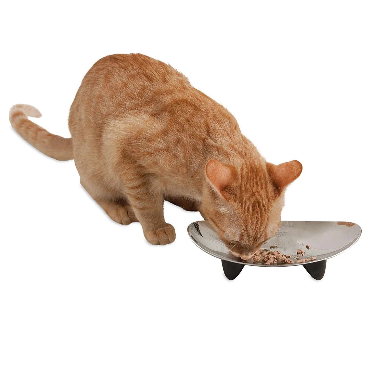 jackson galaxy eclipse bowl