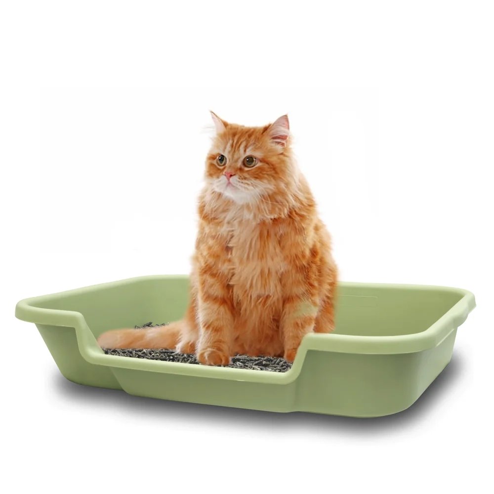 yellow cat_.jpg