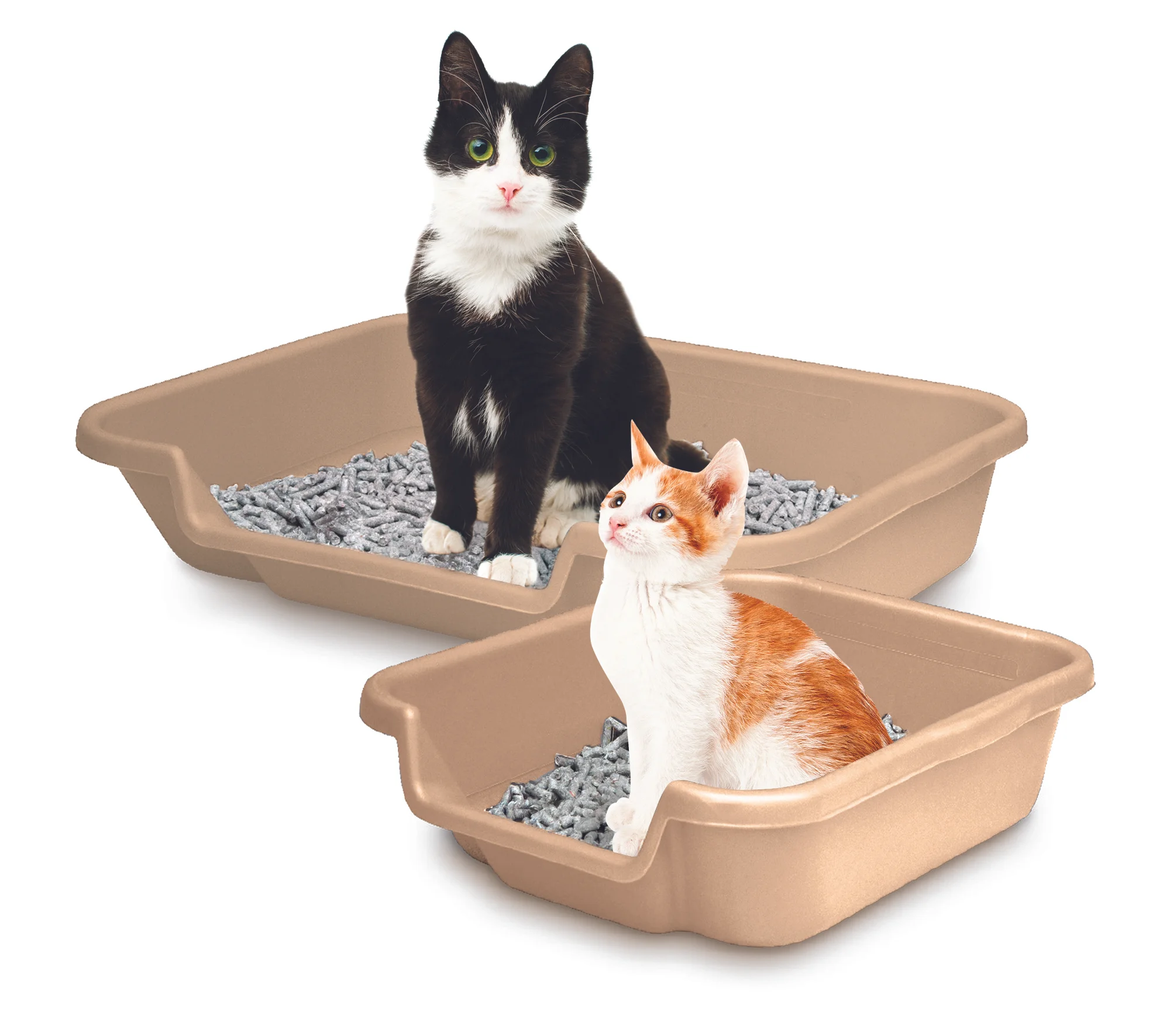 TwoSandPans_Cats.jpg