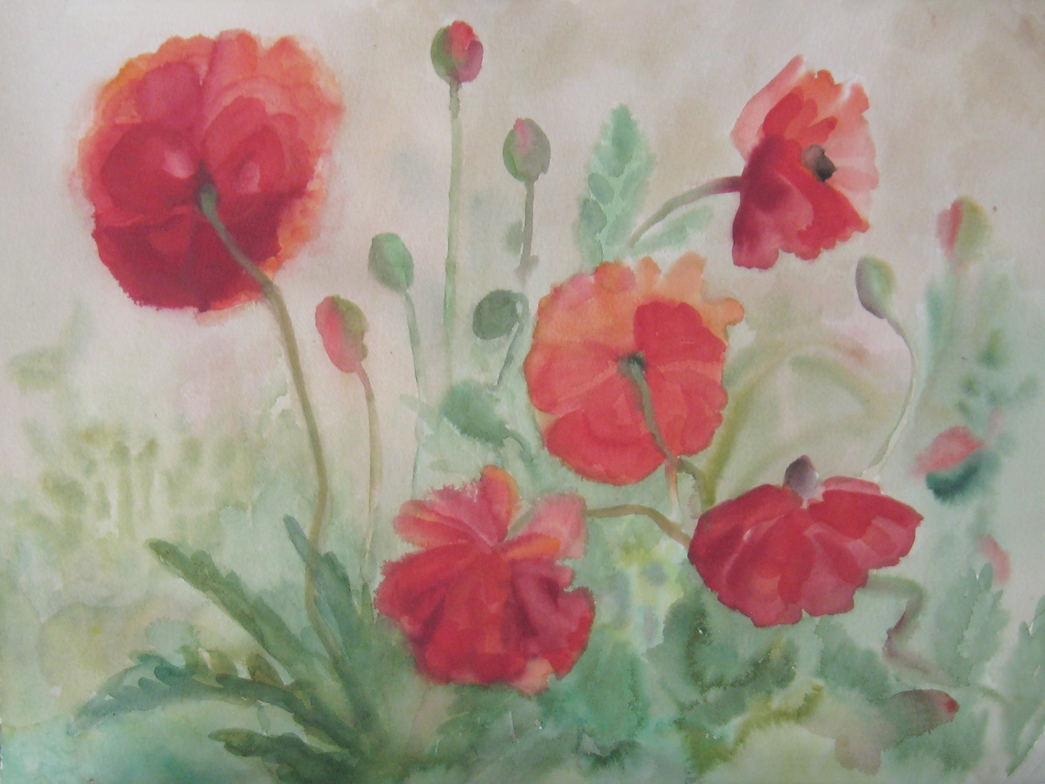 Giant Poppies