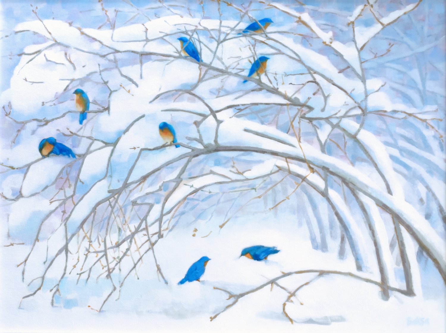 Bluebirds In Winter 