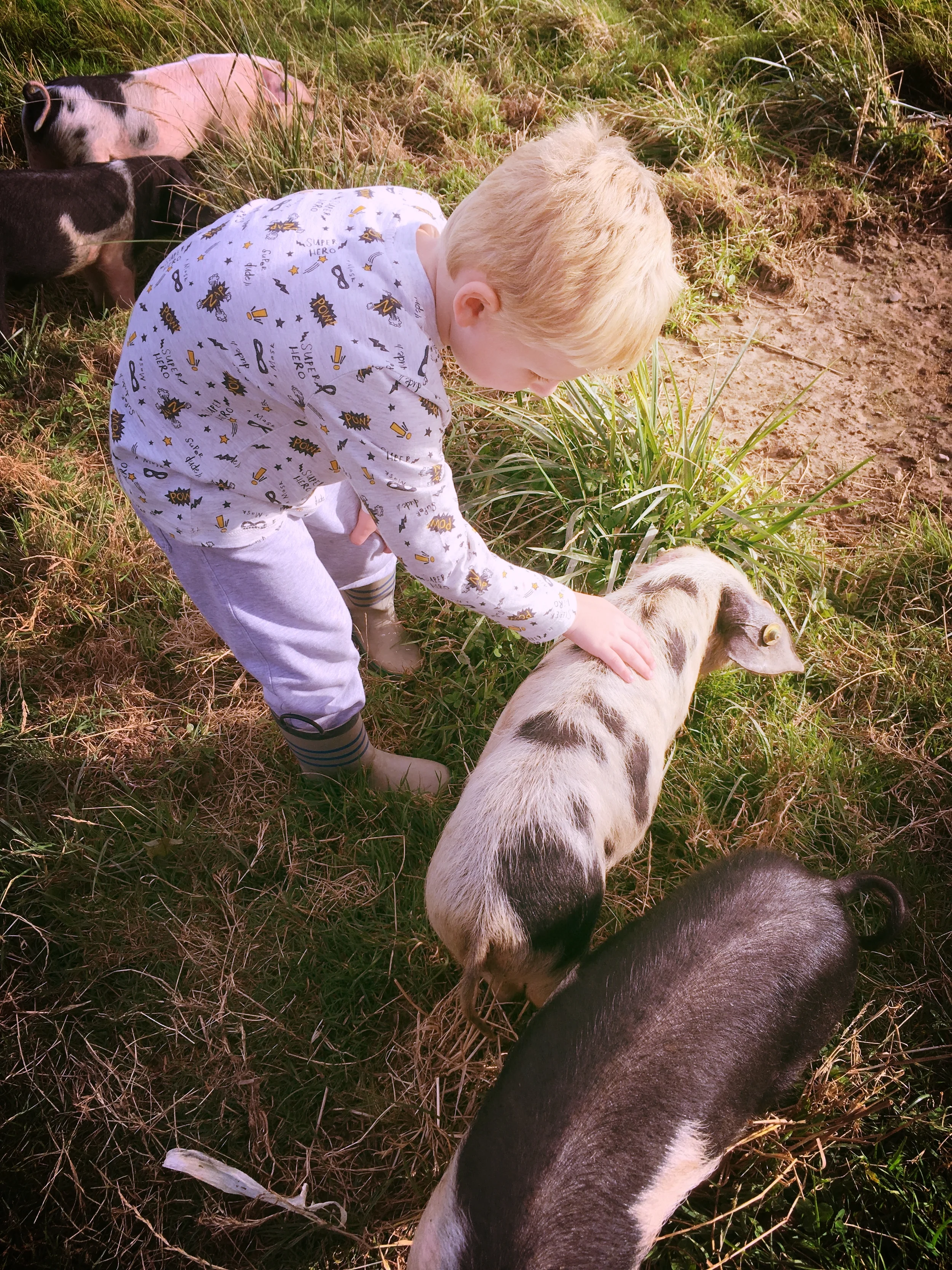Mucking in with the pigs