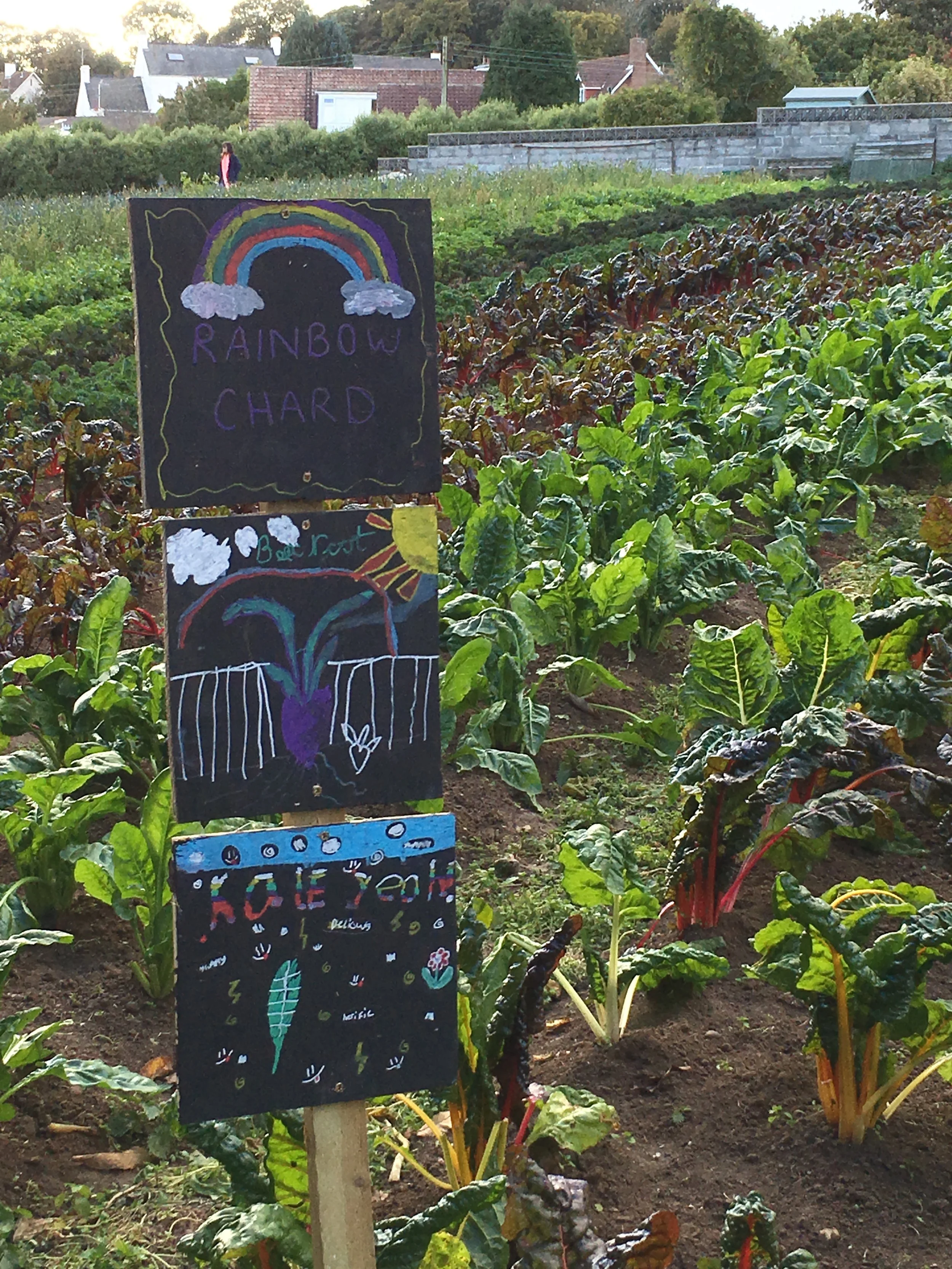 Some of the Sprouts handiwork