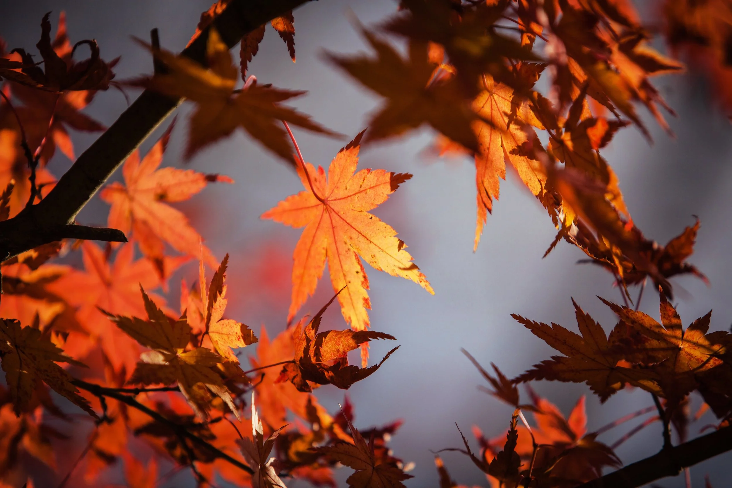 STUDIO SPECIAL: Yin Yoga + Meditation