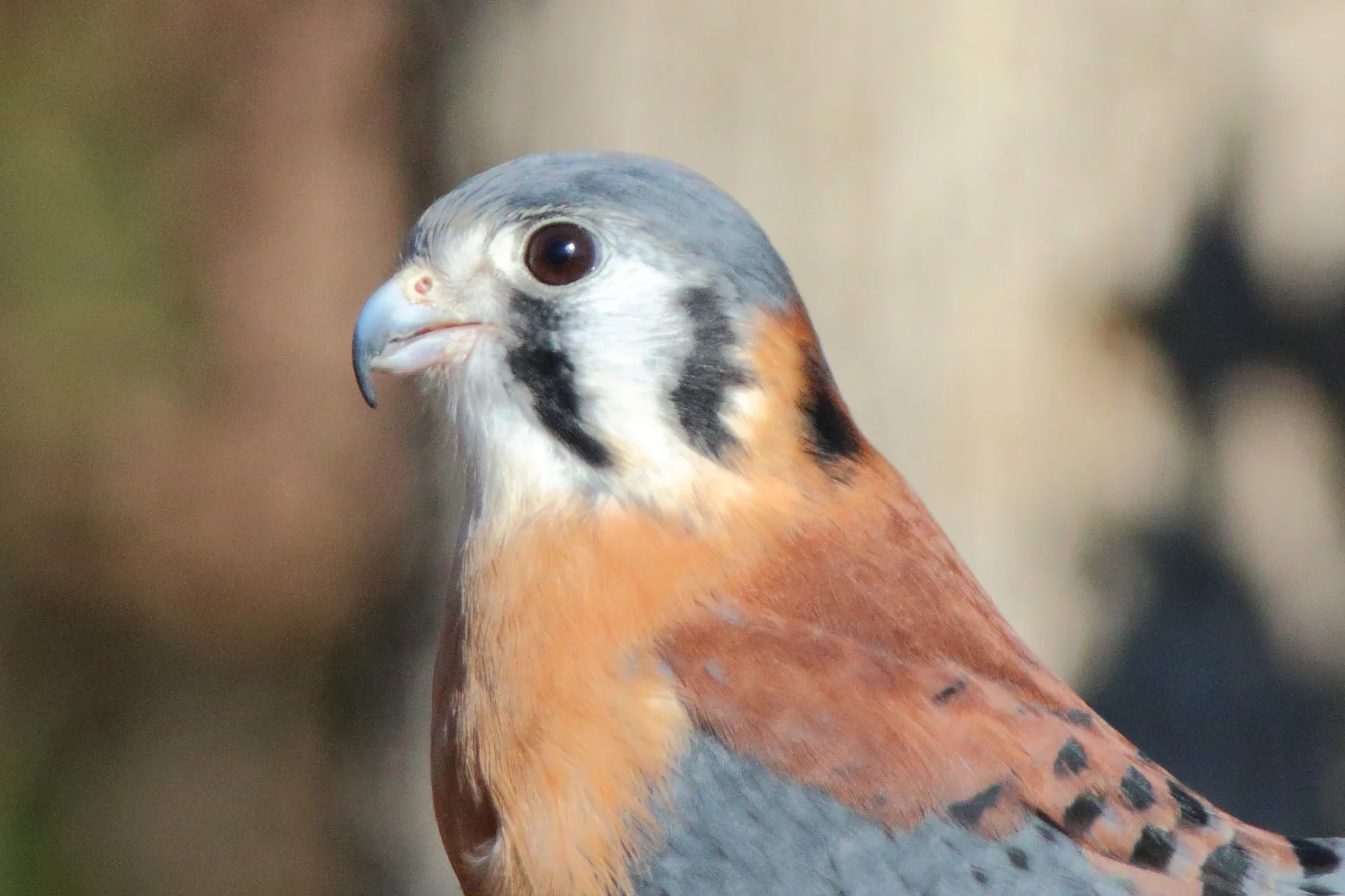 North American Kestrel "Little Guy" - photo by Kirk Deese